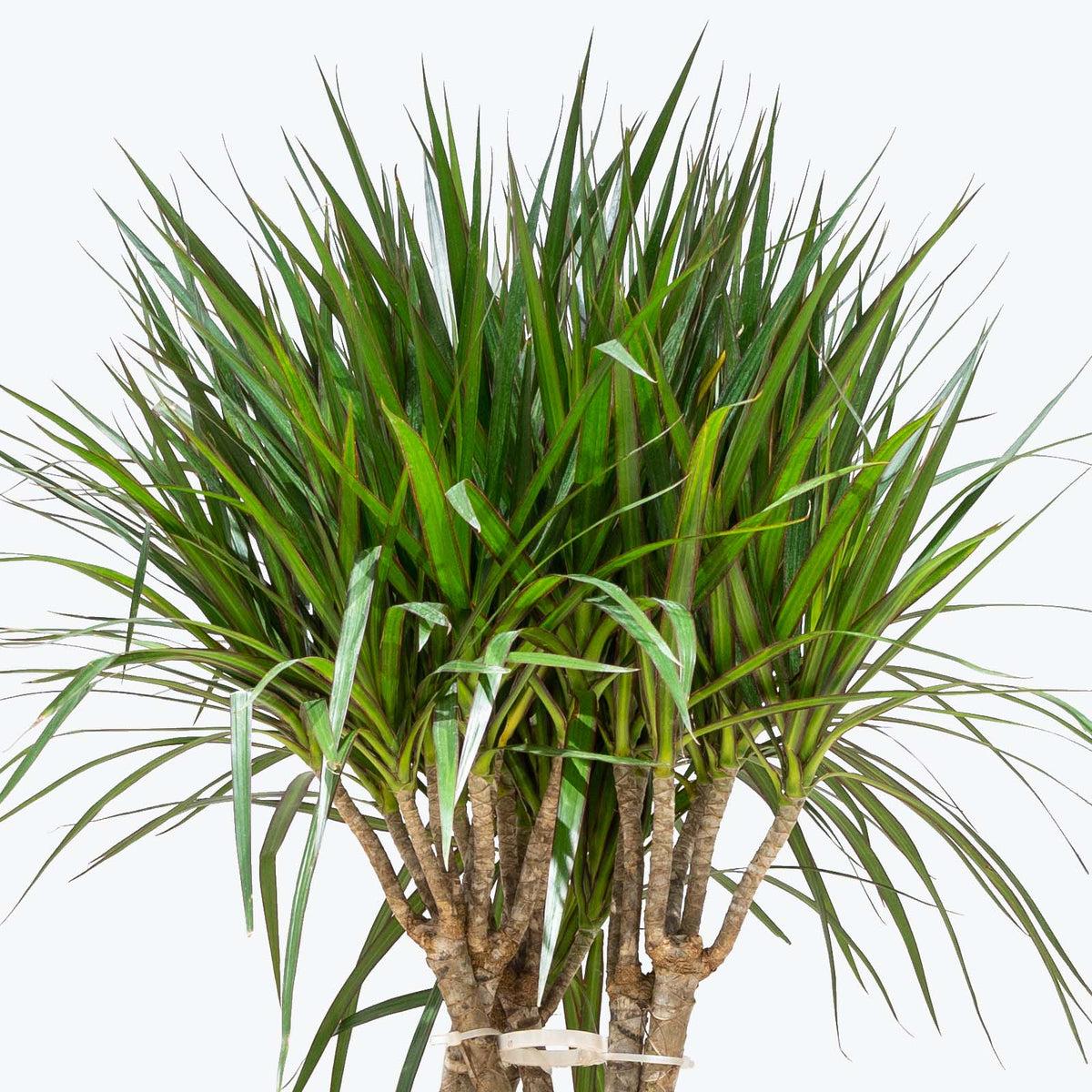 Dracaena Marginata Open Weave - View 6 from www redcrocus com