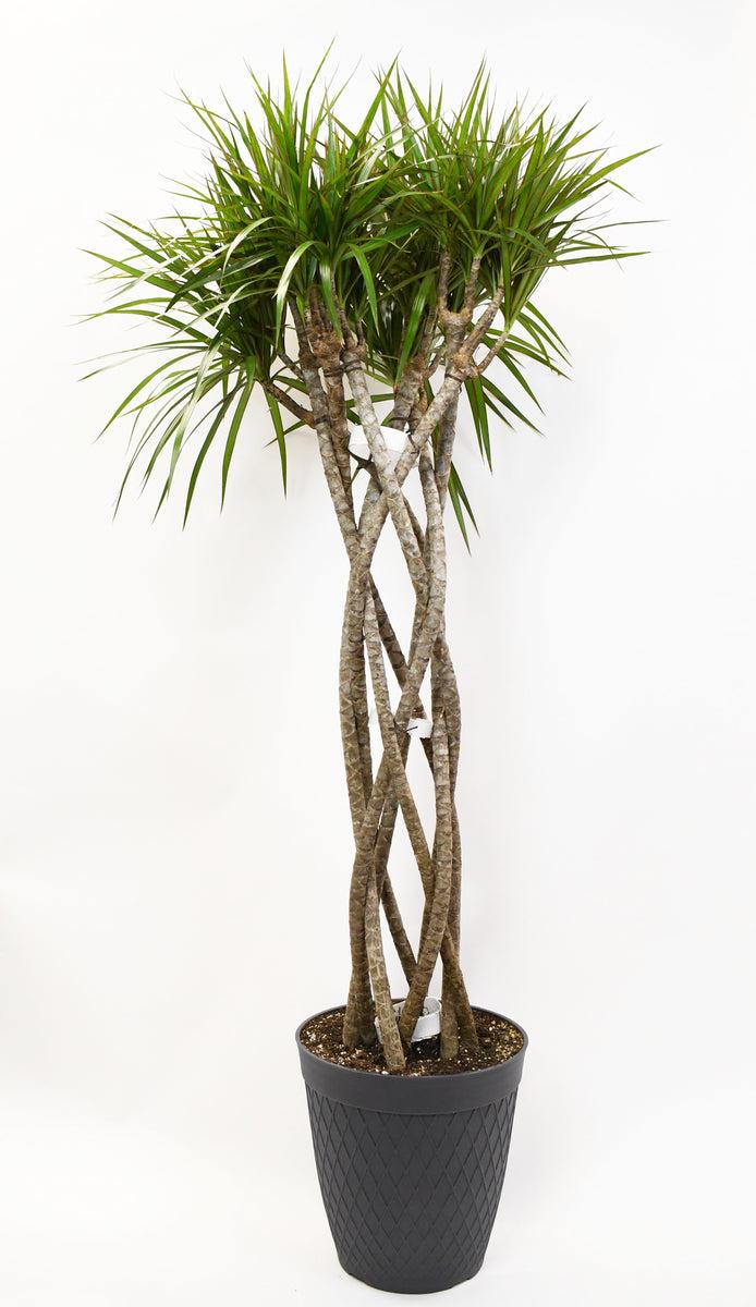 Dracaena Marginata Open Weave - View 7 from www redcrocus com