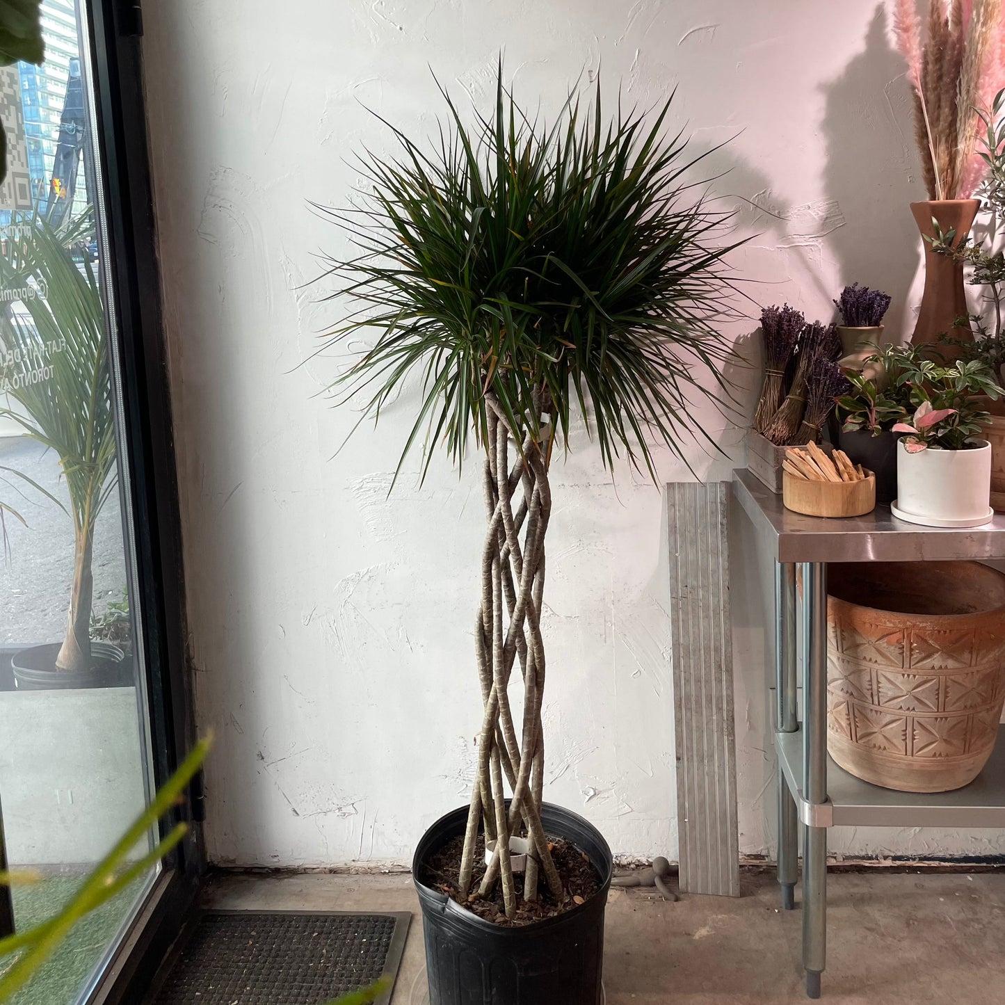 Dracaena Marginata Open Weave - View 8 from www redcrocus com