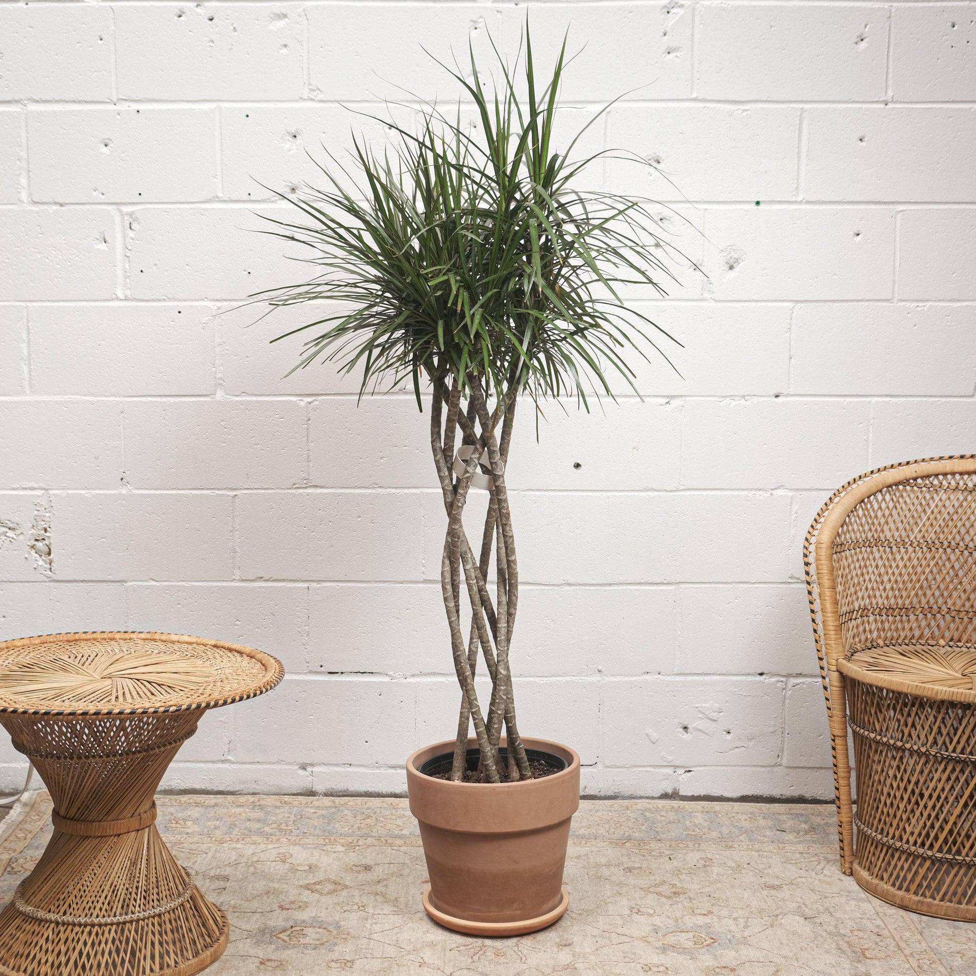 Dracaena Marginata Open Weave - View 9 from www redcrocus com