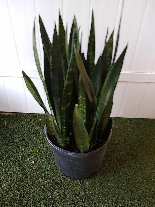 Sansevieria Trifasciata Black Coral - View 10 from www redcrocus com