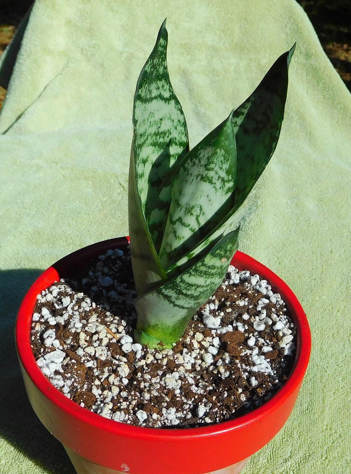 Sansevieria Zeylanica Superba - View 11 from www redcrocus com