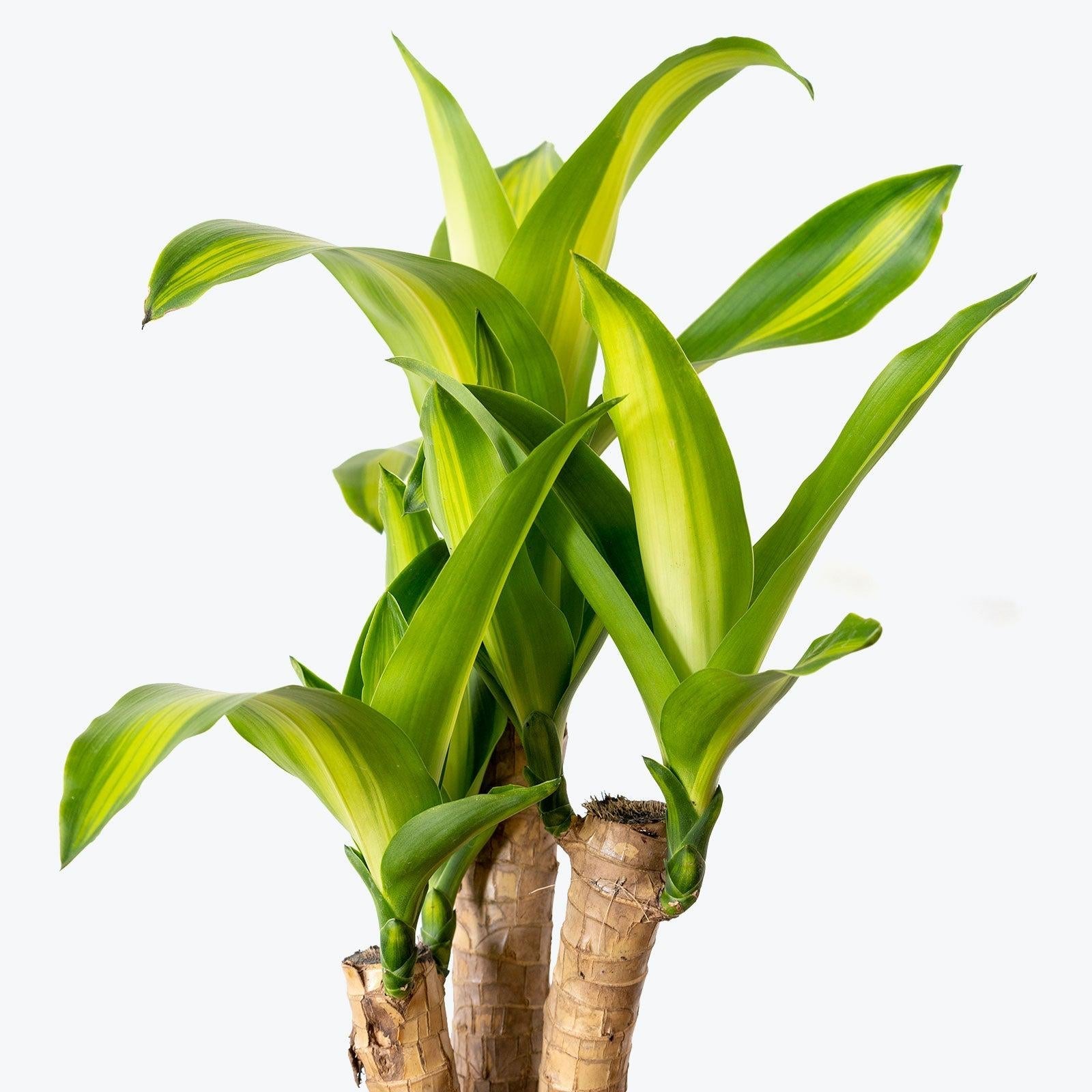 Dracaena Fragrans 'massangeana' - View 10 from www redcrocus com