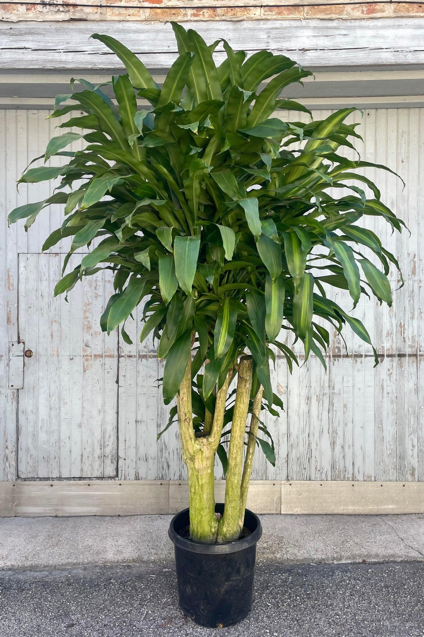 Dracaena Fragrans 'massangeana' - View 11 from www redcrocus com