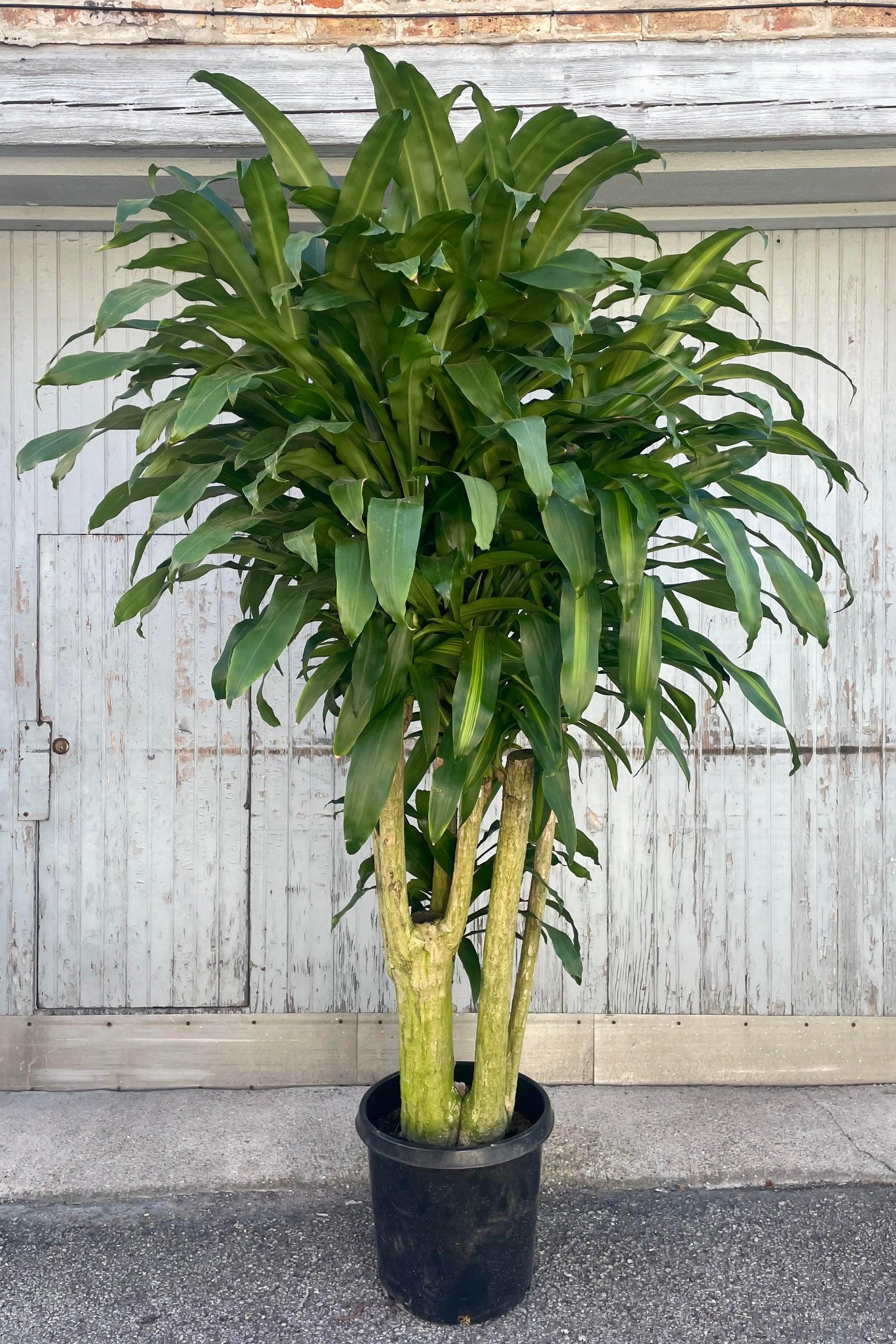 Dracaena Fragrans 'massangeana' - View 11 from www redcrocus com