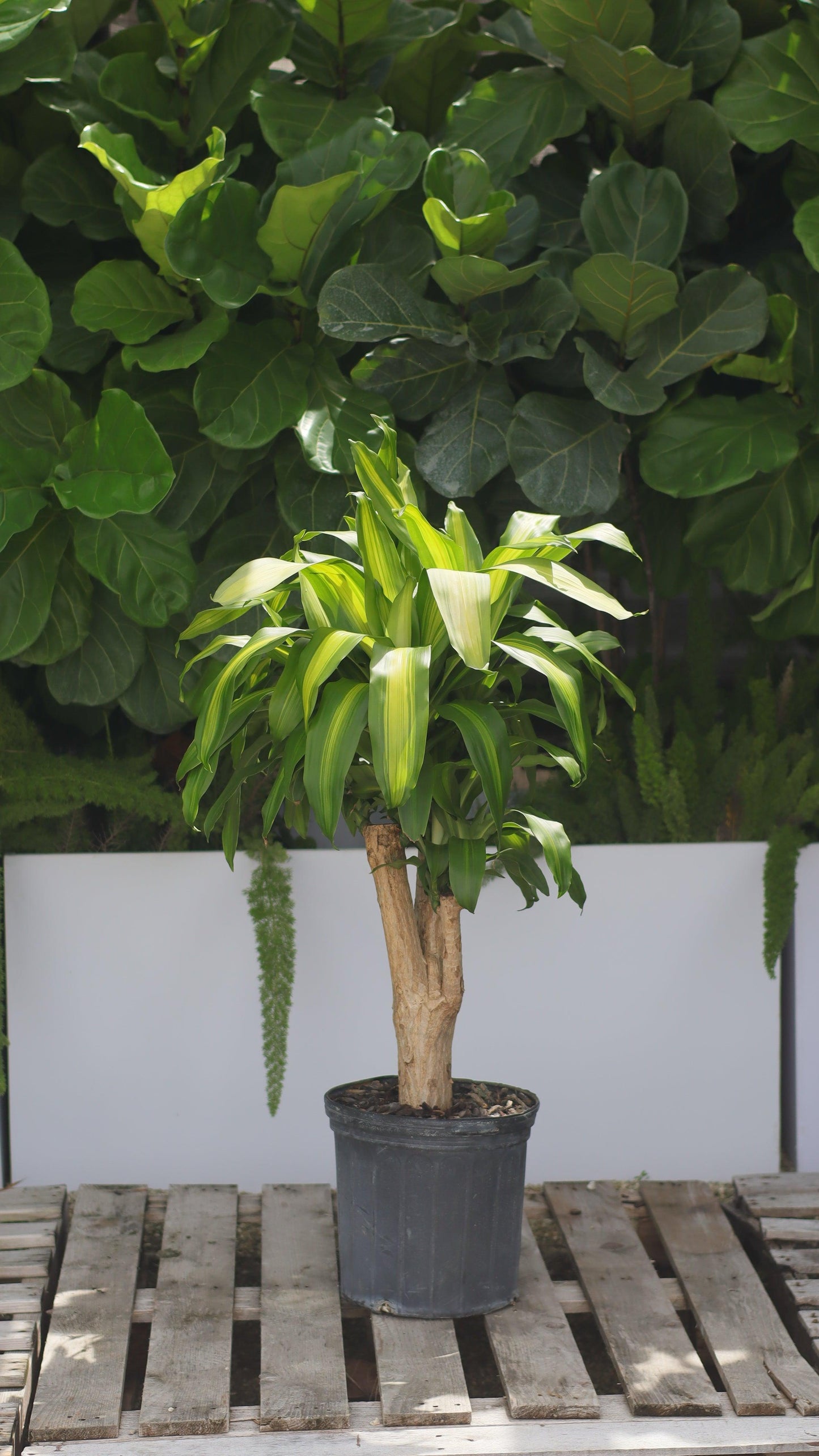 Dracaena Fragrans 'massangeana' - View 12 from www redcrocus com