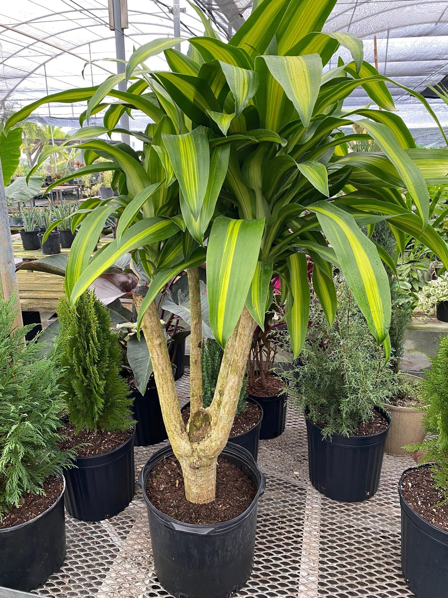 Dracaena Fragrans 'massangeana' - View 13 from www redcrocus com