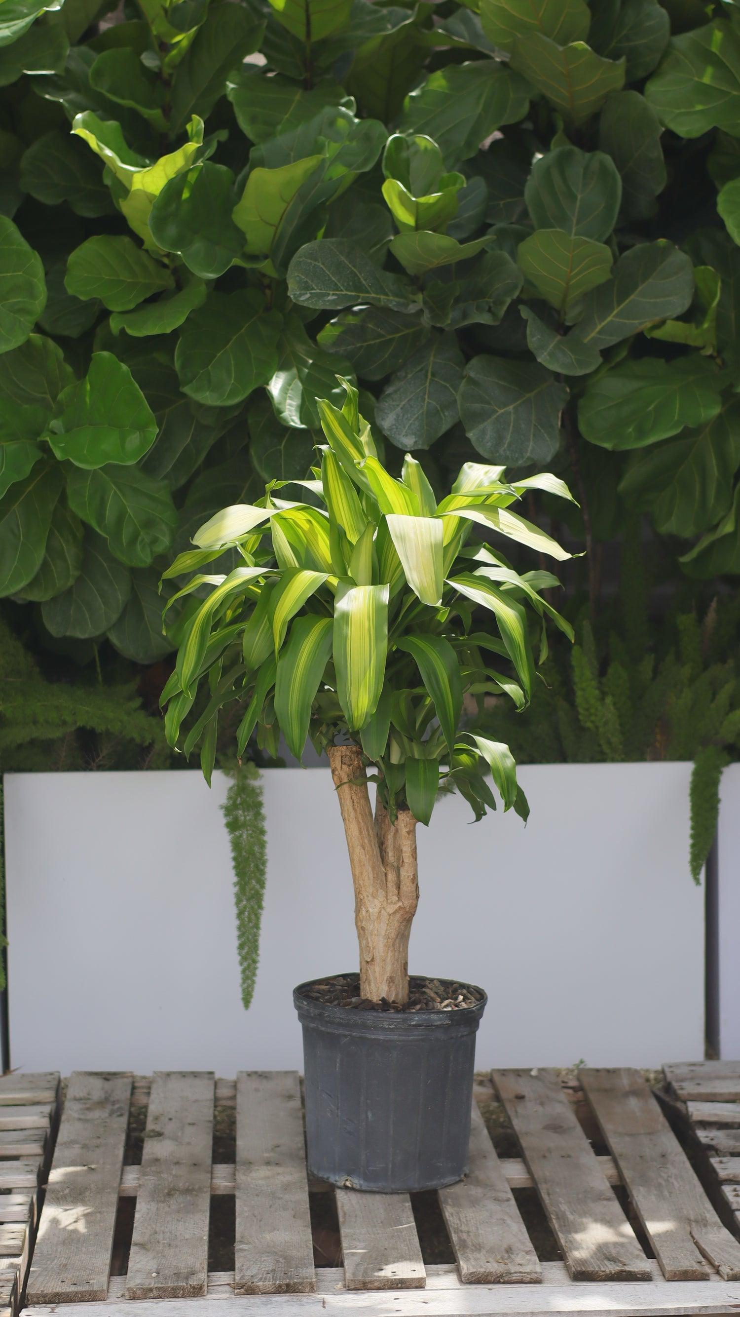 Dracaena Fragrans 'massangeana' - View 14 from www redcrocus com