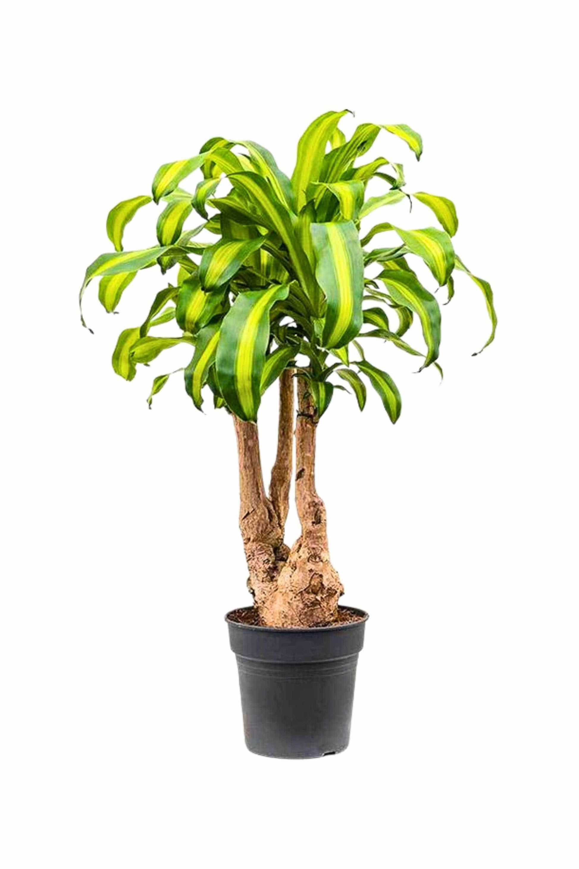 Dracaena Fragrans 'massangeana' - View 15 from www redcrocus com