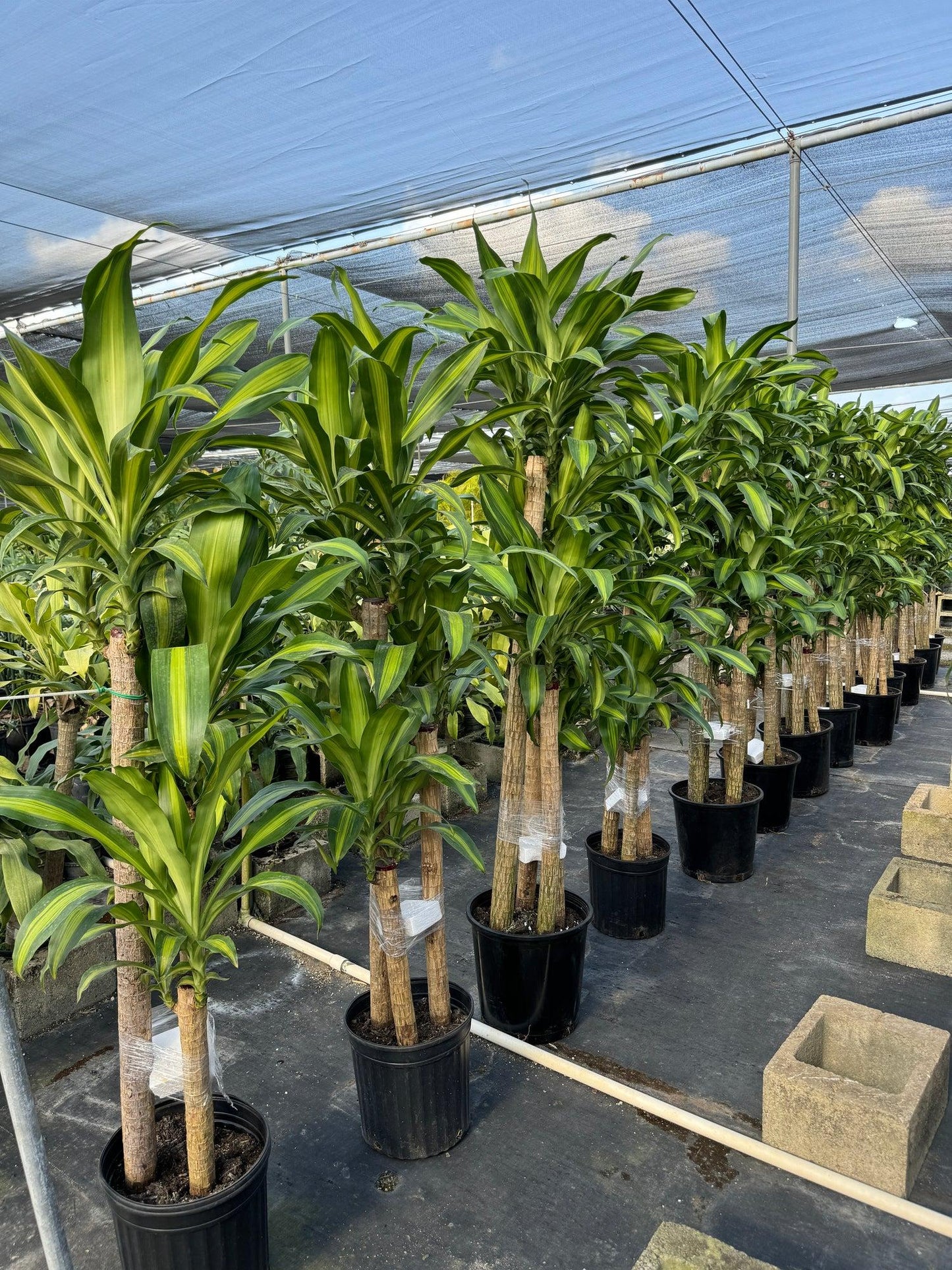 Dracaena Fragrans 'massangeana' - View 16 from www redcrocus com