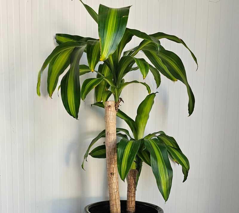 Dracaena Fragrans 'massangeana' - View 17 from www redcrocus com