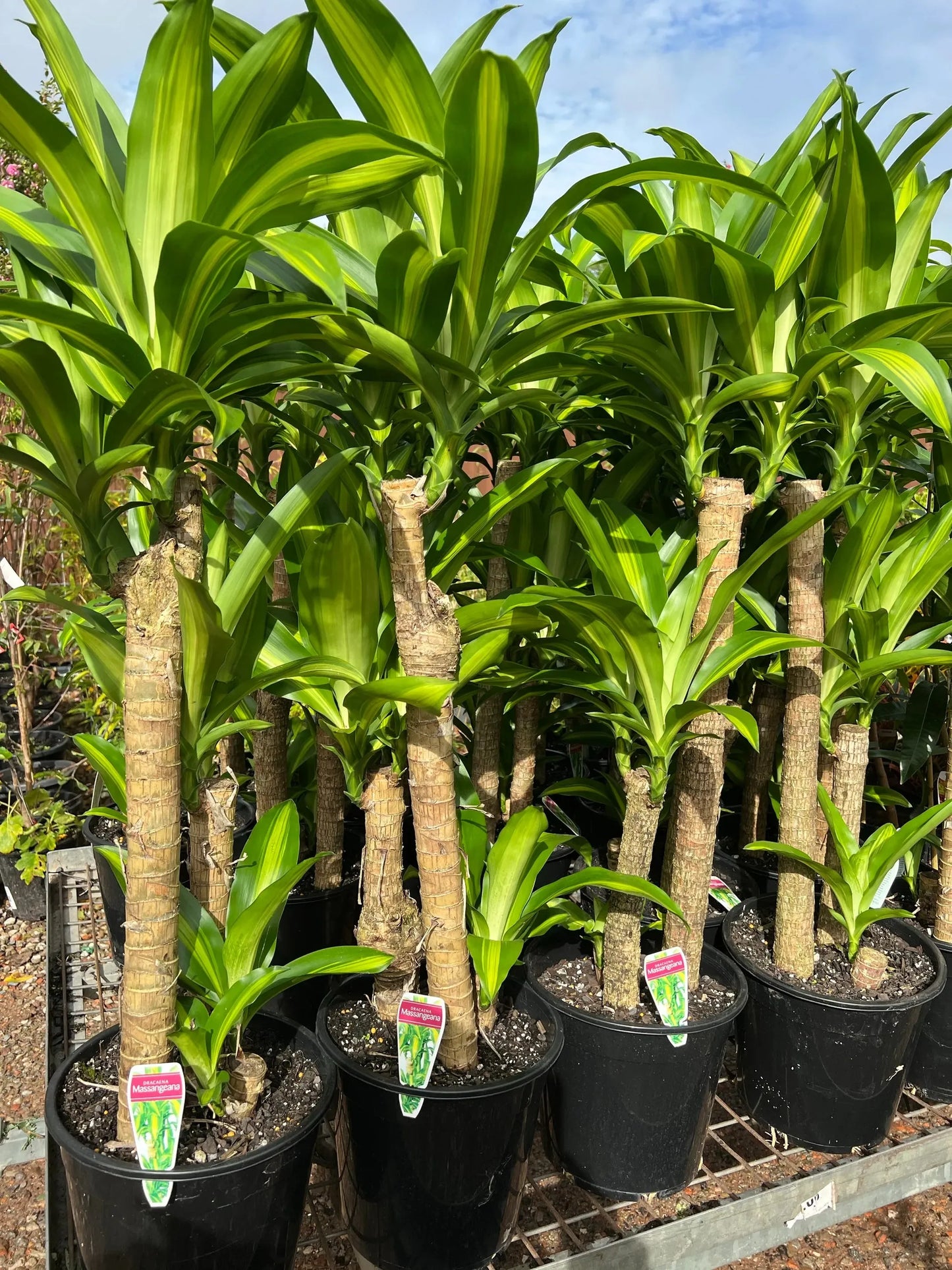Dracaena Fragrans 'massangeana' - View 18 from www redcrocus com