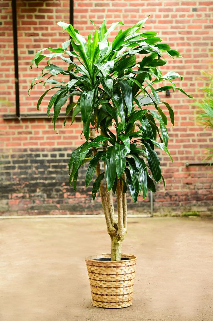 Dracaena Fragrans 'massangeana' - View 19 from www redcrocus com