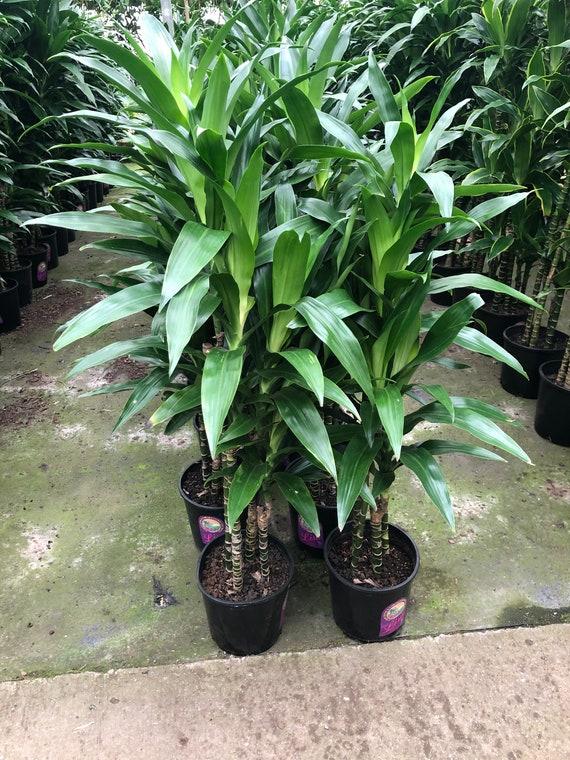 Dracaena Fragrans 'massangeana' - View 22 from www redcrocus com