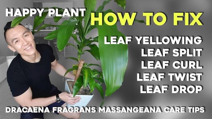 Dracaena Fragrans 'massangeana' - View 24 from www redcrocus com