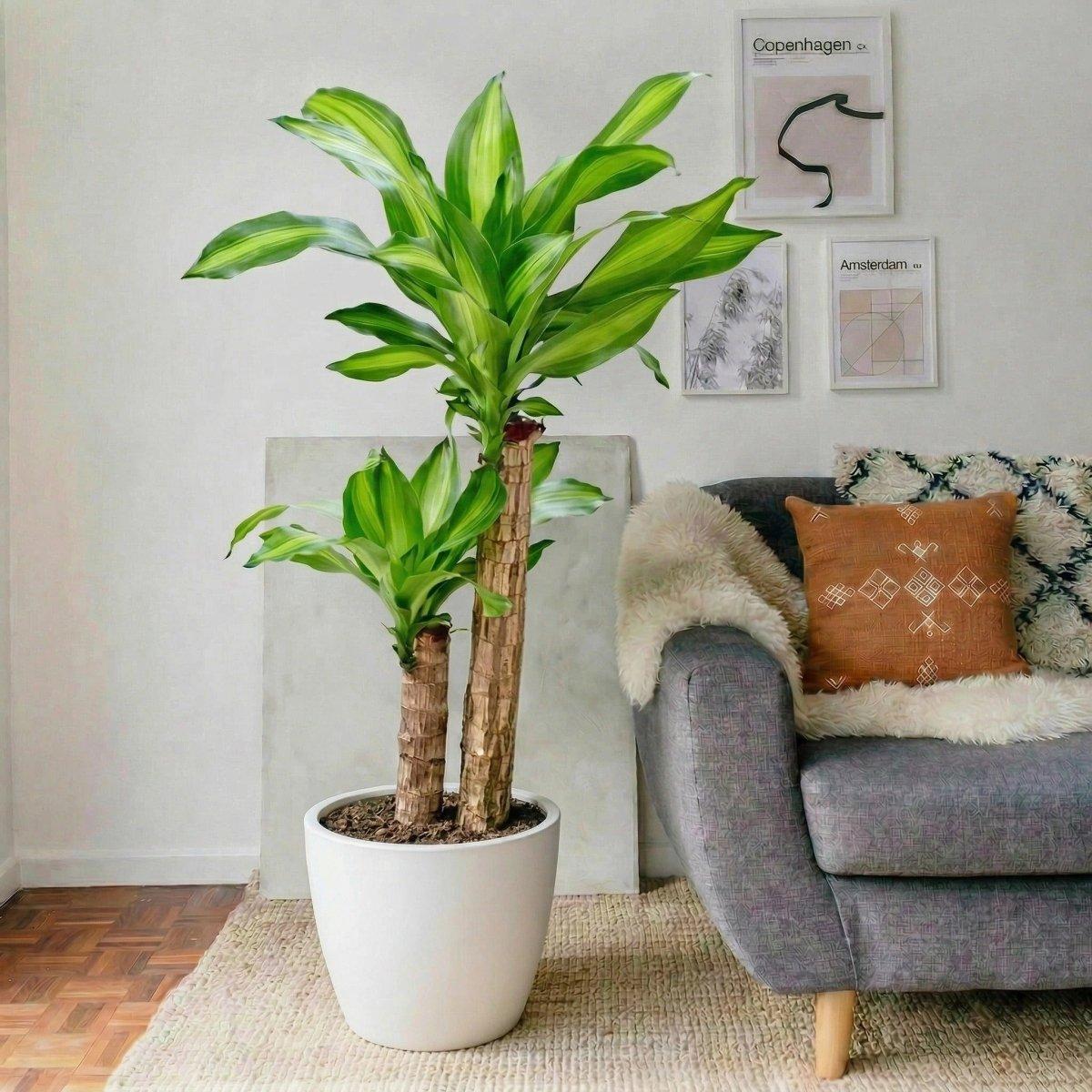 Dracaena Fragrans 'massangeana' - View 25 from www redcrocus com
