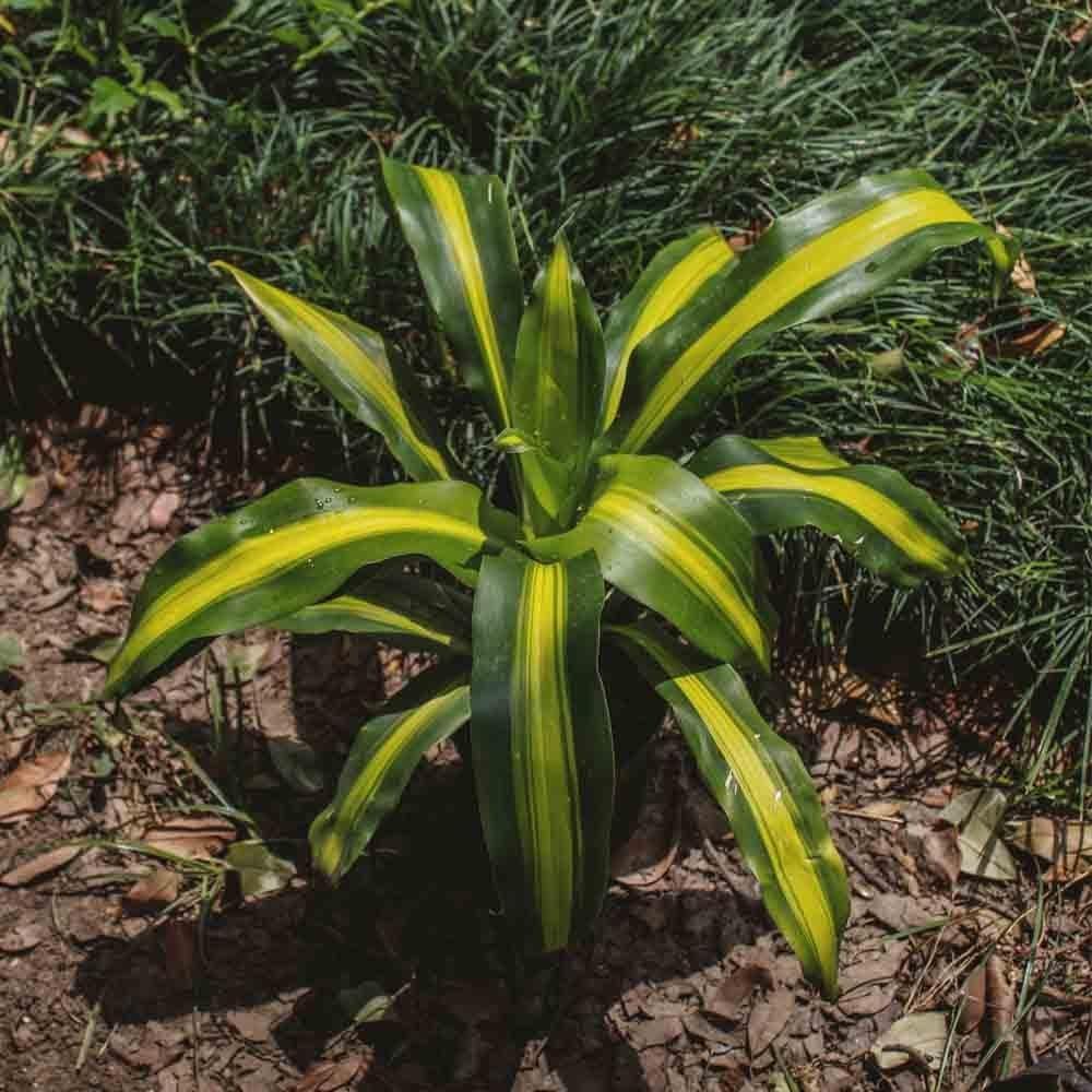 Dracaena Fragrans 'massangeana' - View 27 from www redcrocus com