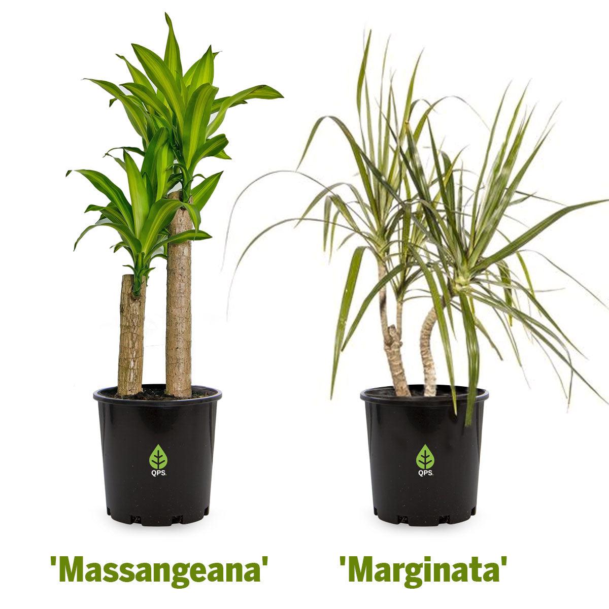 Dracaena Fragrans 'massangeana' - View 29 from www redcrocus com
