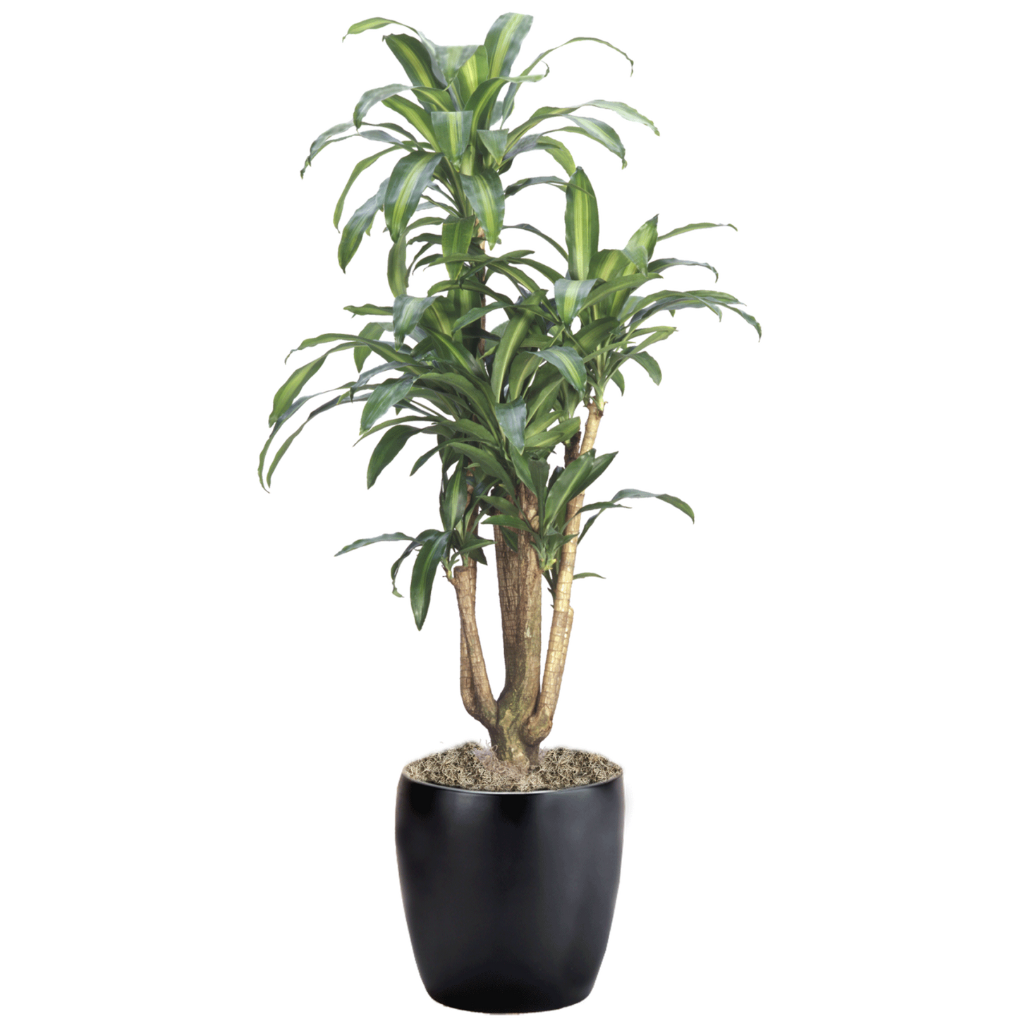 Dracaena Fragrans 'massangeana' - View 4 from www redcrocus com