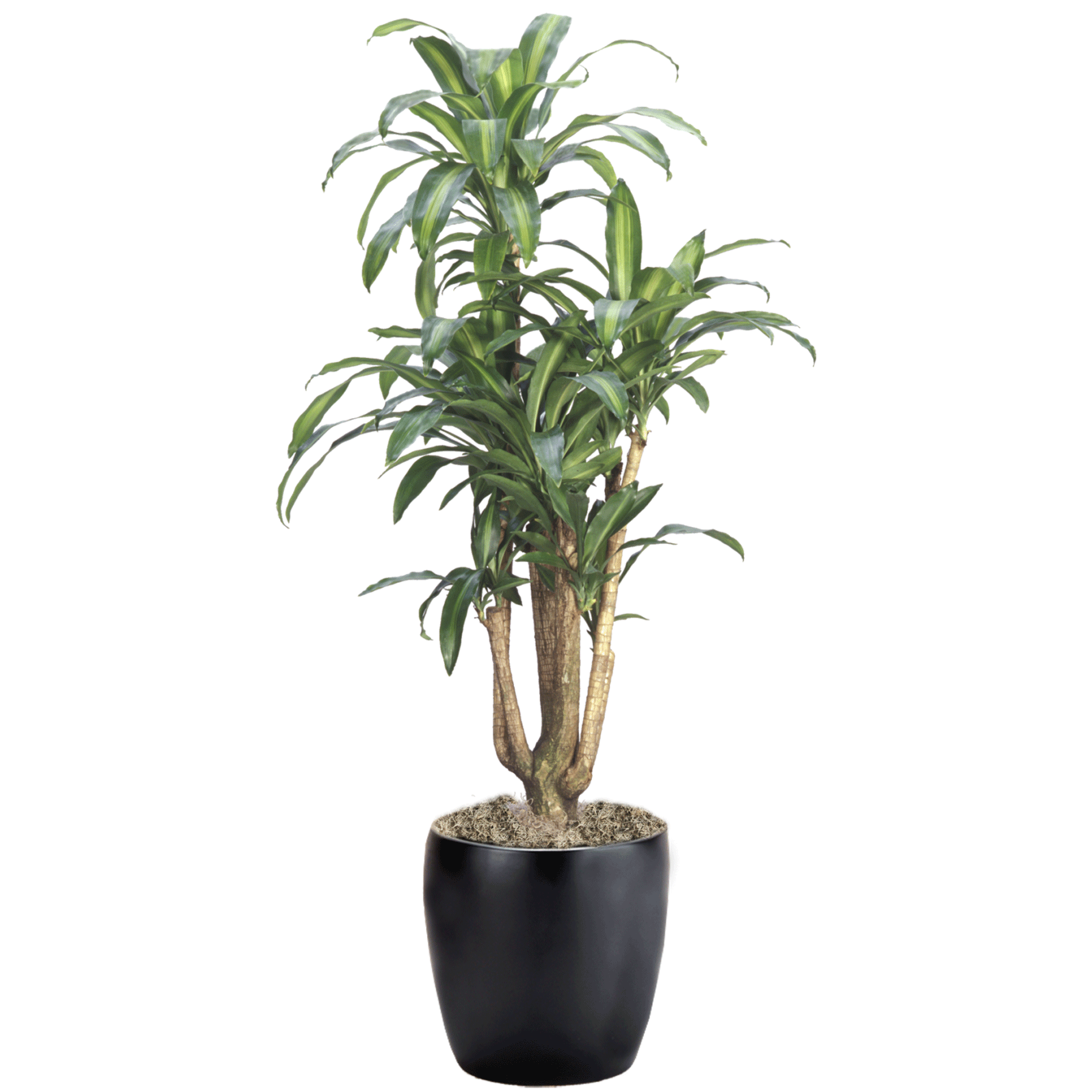 Dracaena Fragrans 'massangeana' - View 4 from www redcrocus com