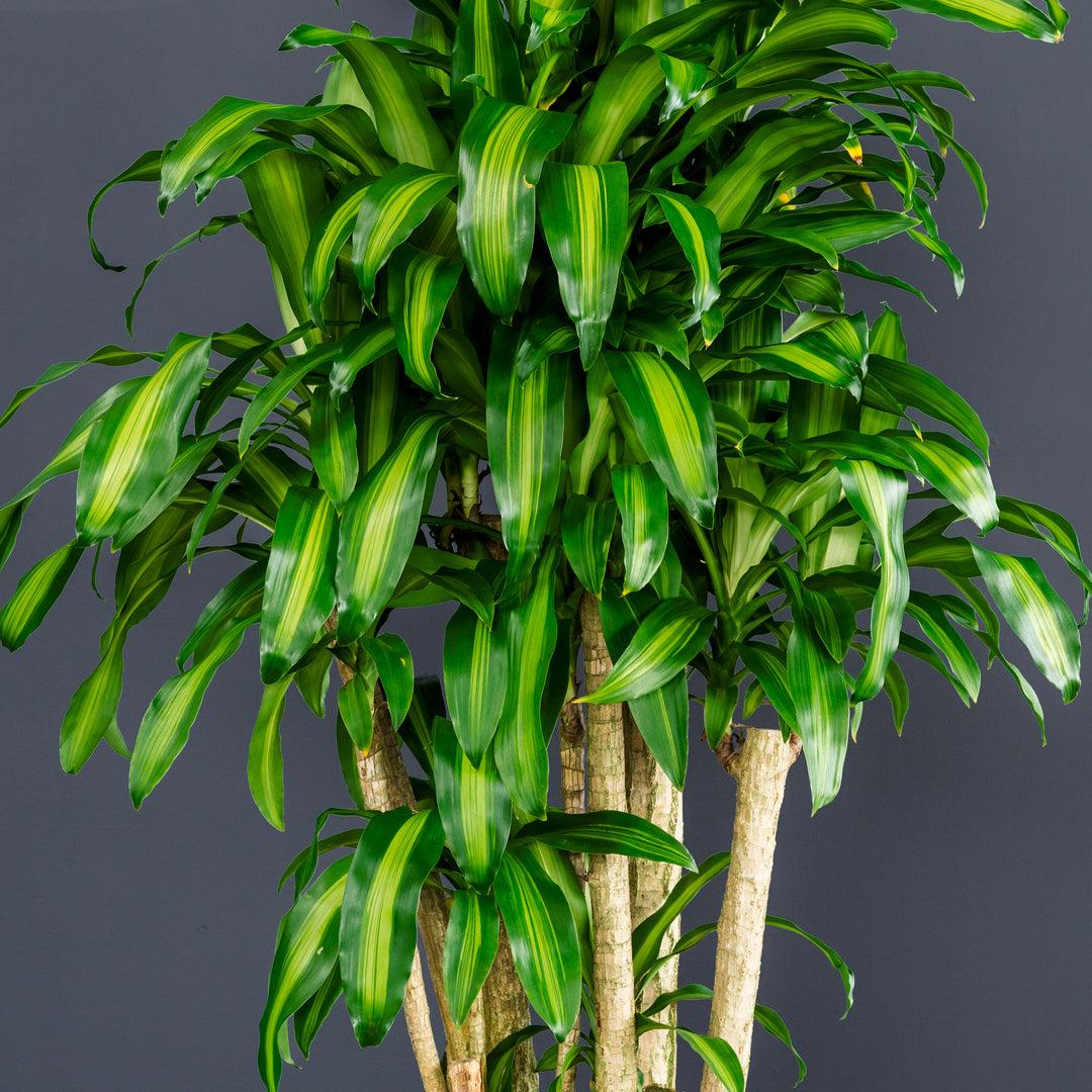 Dracaena Fragrans 'massangeana' - View 5 from www redcrocus com