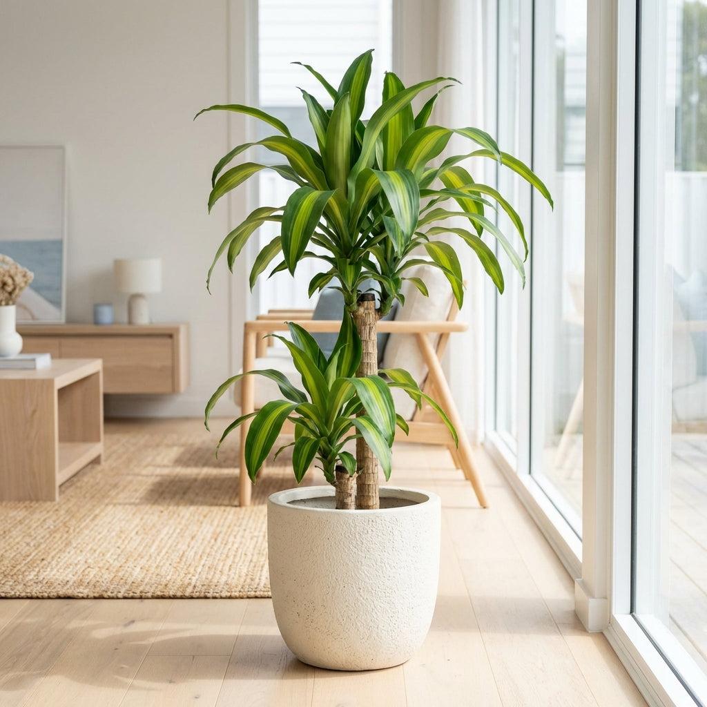 Dracaena Fragrans 'massangeana' - View 7 from www redcrocus com