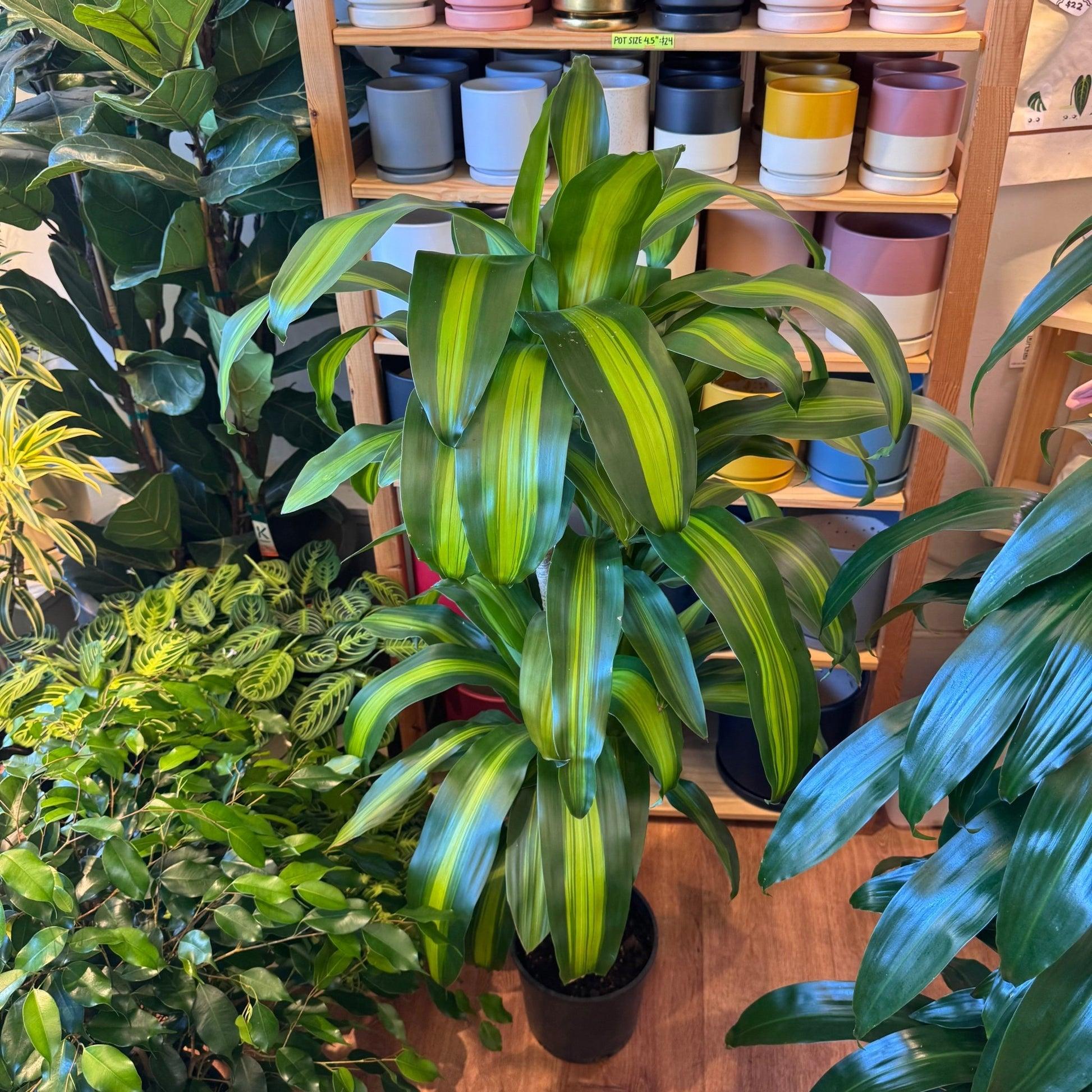 Dracaena Fragrans 'massangeana' - View 8 from www redcrocus com