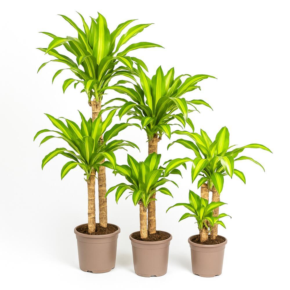 Dracaena Fragrans 'massangeana' - View 9 from www redcrocus com