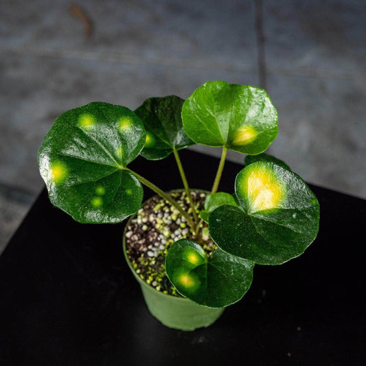 Farfugium Japonicum 'firefly' - View 1 from www redcrocus com