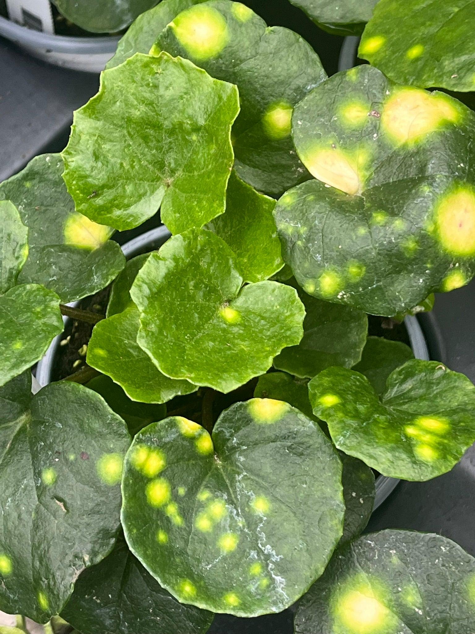 Farfugium Japonicum 'firefly' - View 25 from www redcrocus com