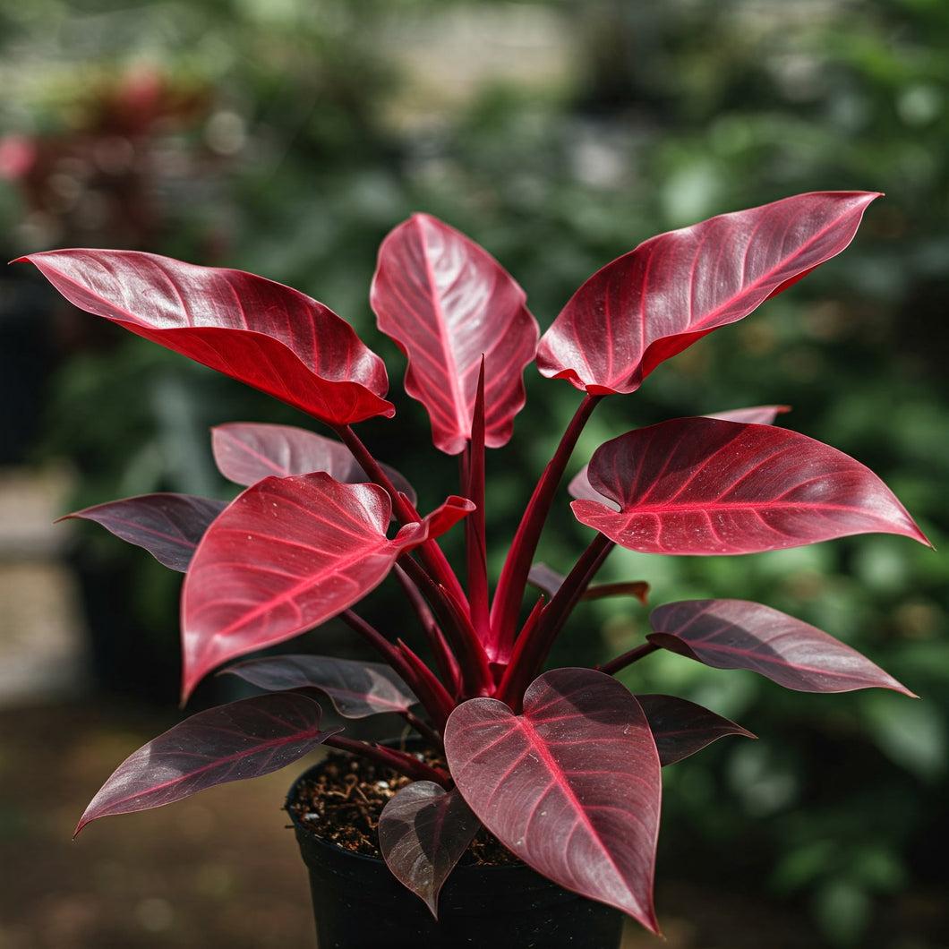 Philodendron Imperial Red - View 1 from www redcrocus com
