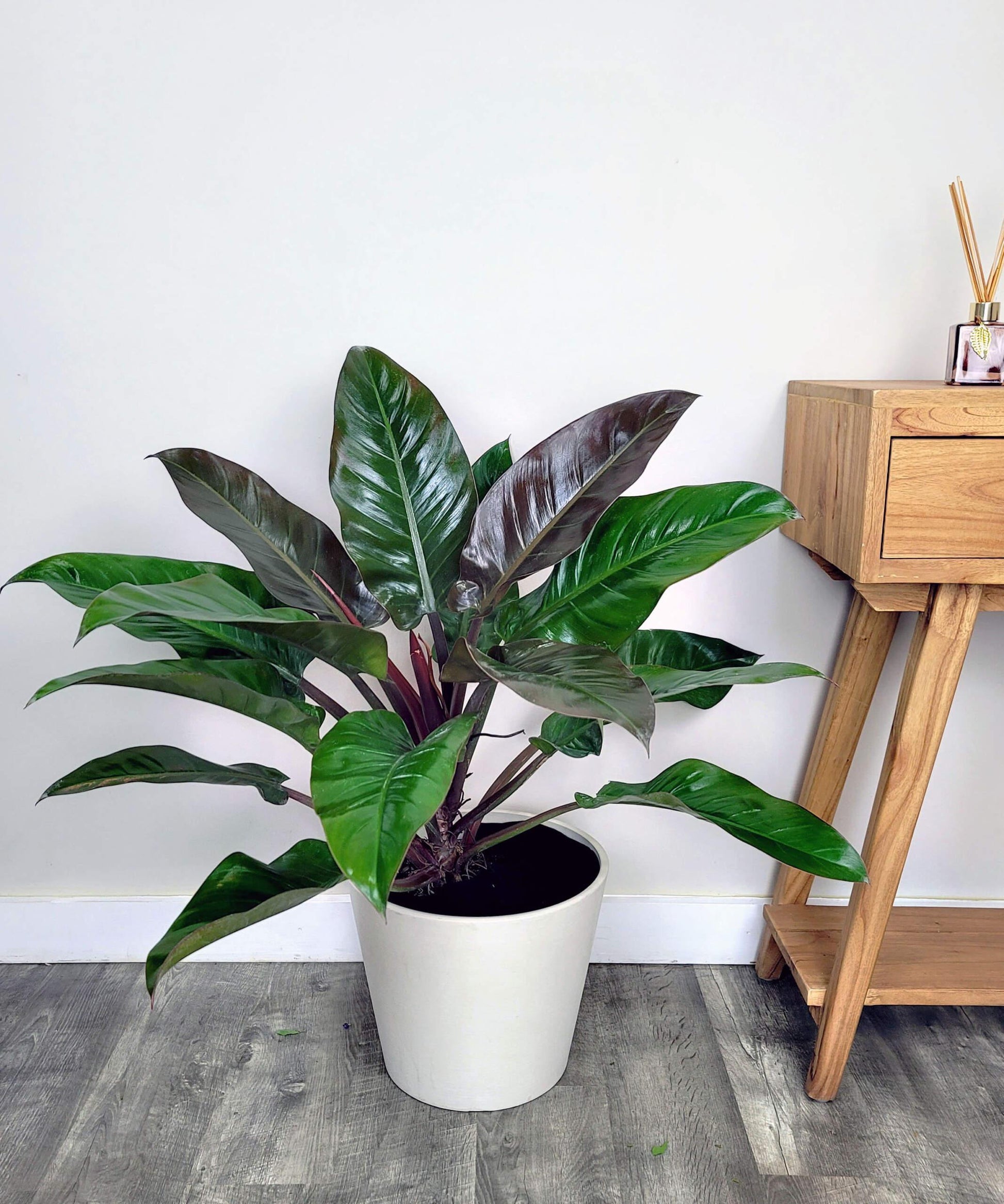 Philodendron Imperial Red - View 2 from www redcrocus com