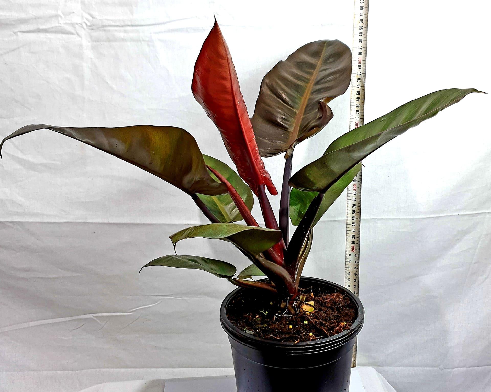 Philodendron Imperial Red - View 3 from www redcrocus com