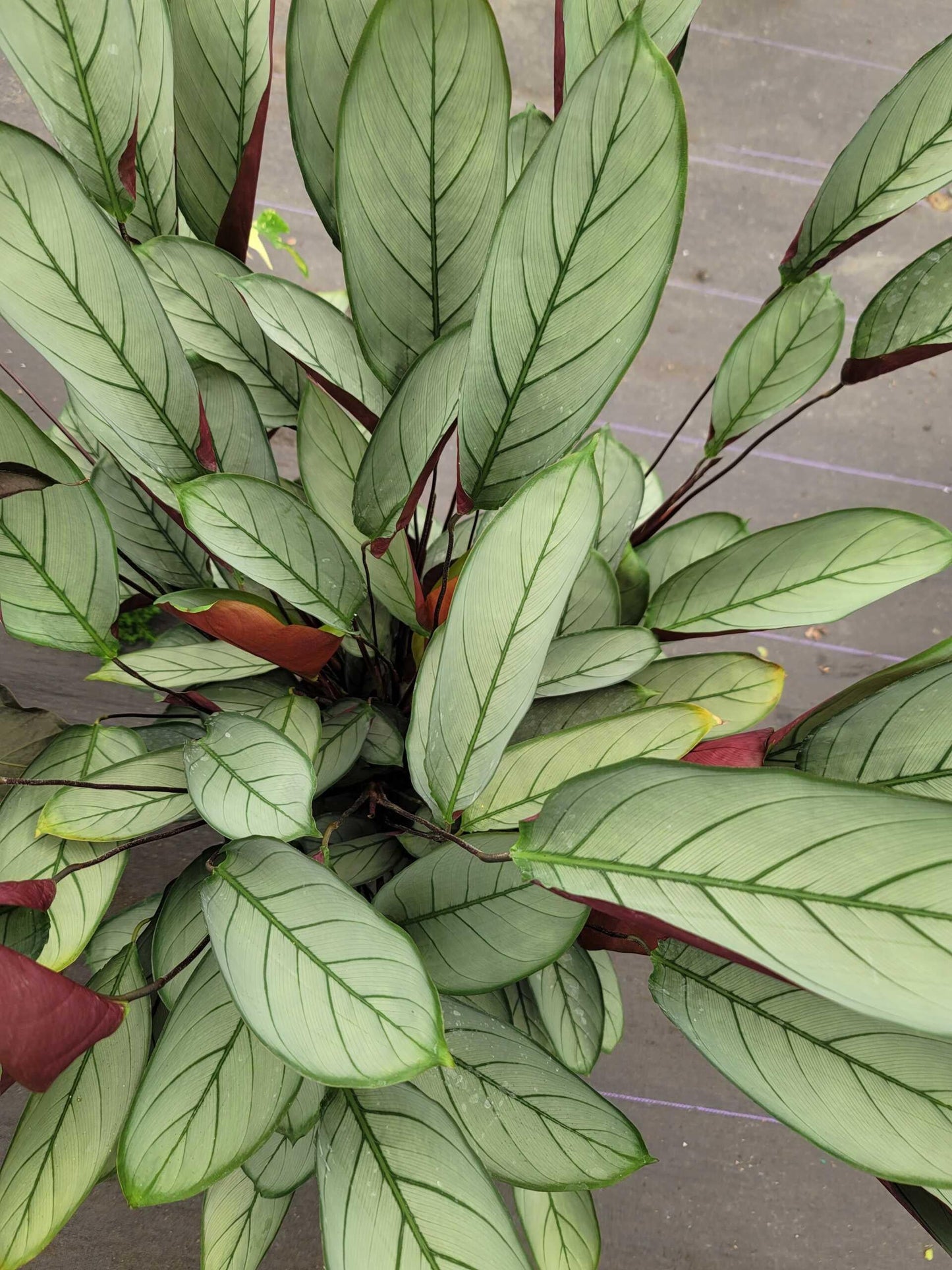 Calathea Setosa - View 10 from www redcrocus com