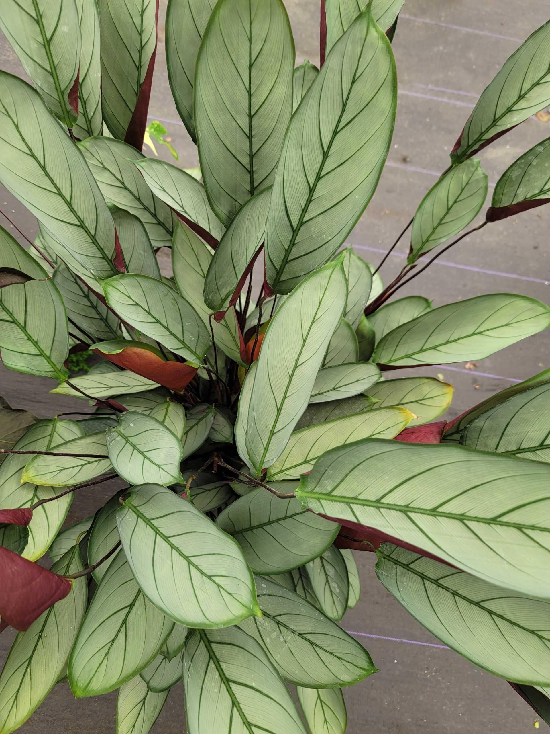 Calathea Setosa - View 10 from www redcrocus com