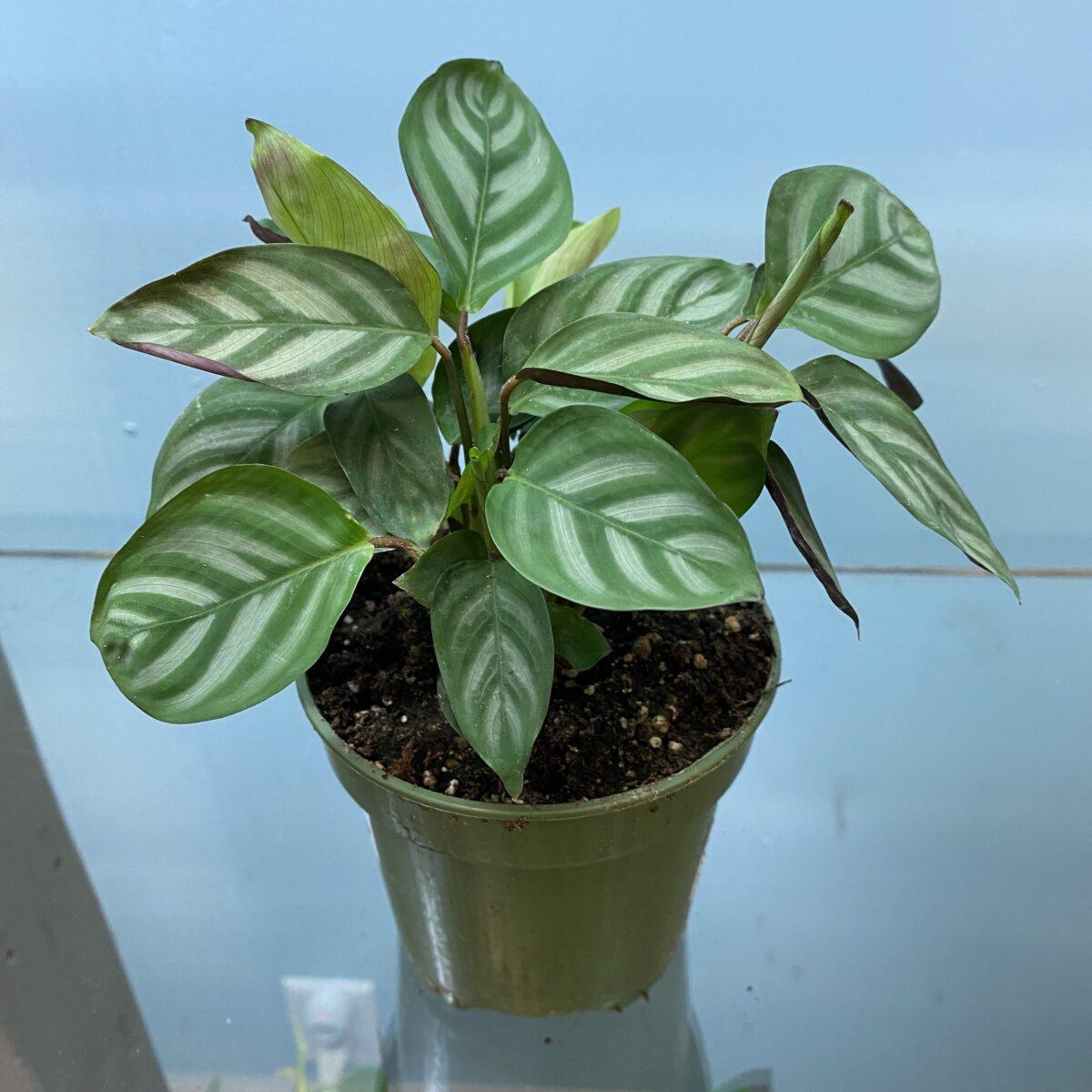 Calathea Setosa - View 11 from www redcrocus com