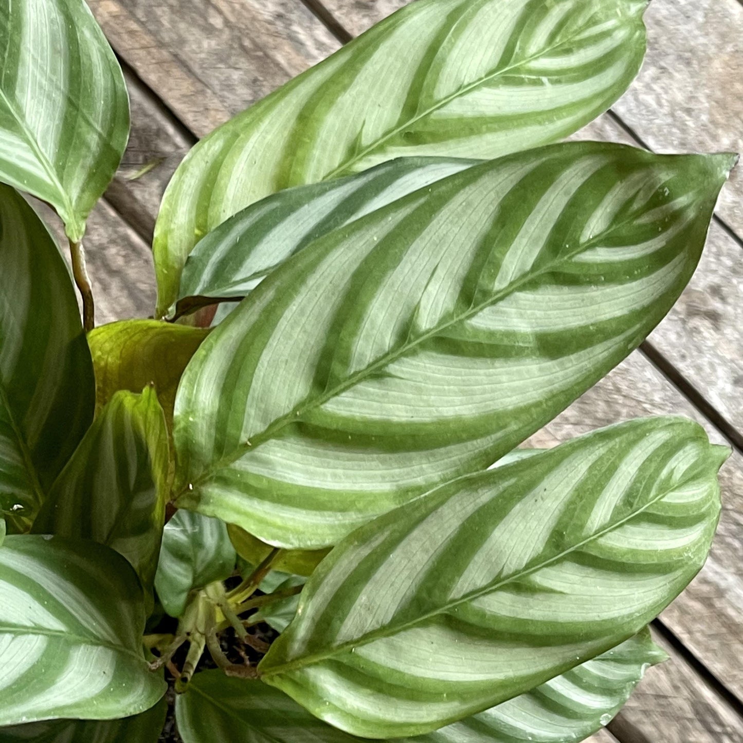 Calathea Setosa - View 13 from www redcrocus com