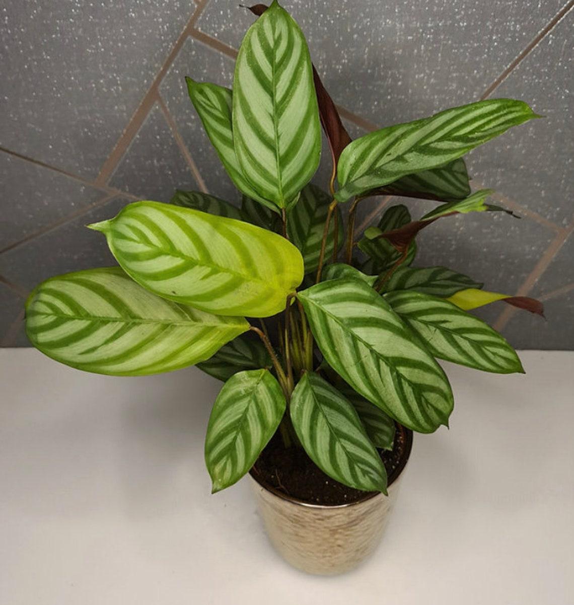Calathea Setosa - View 14 from www redcrocus com
