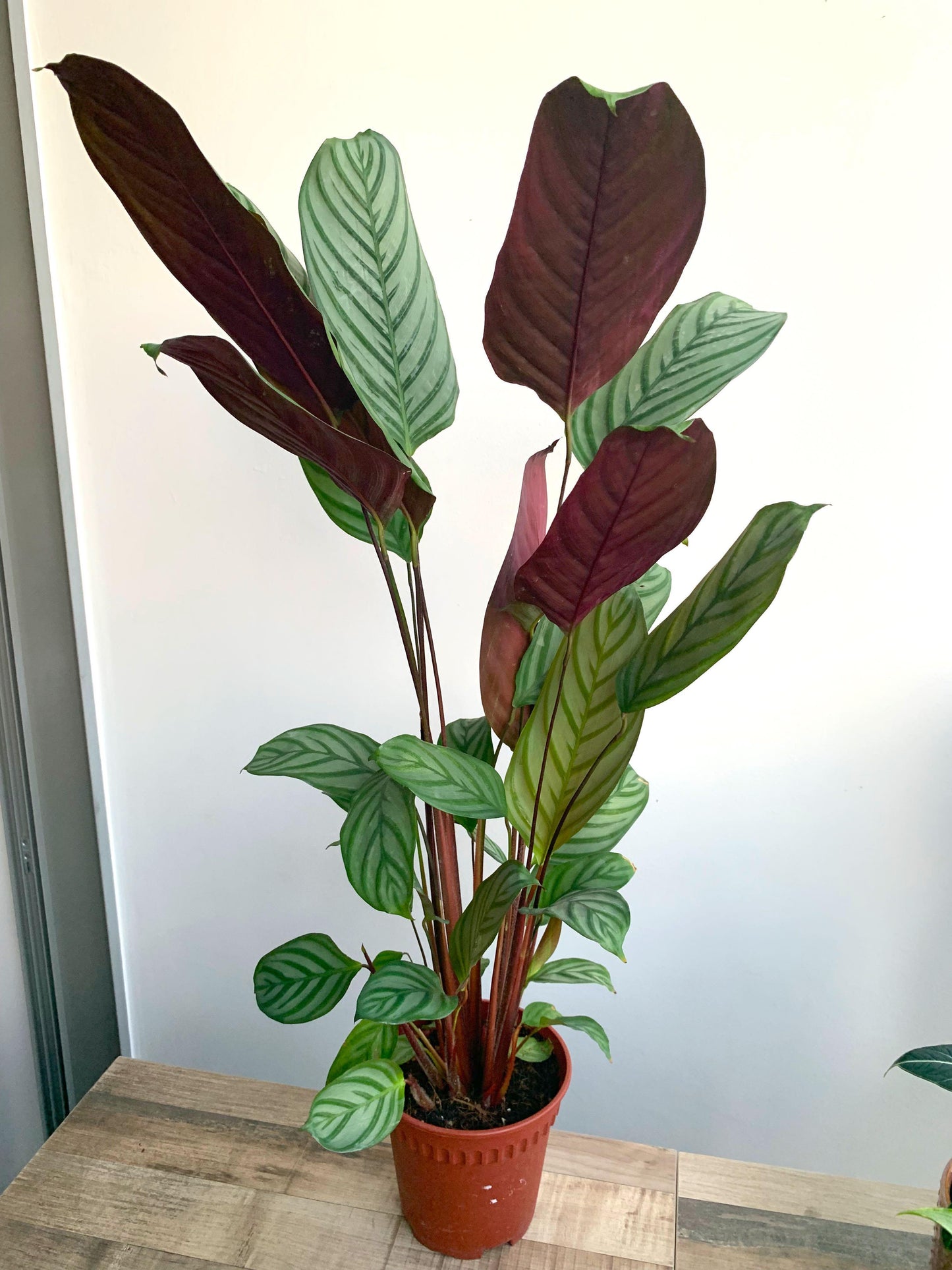 Calathea Setosa - View 15 from www redcrocus com