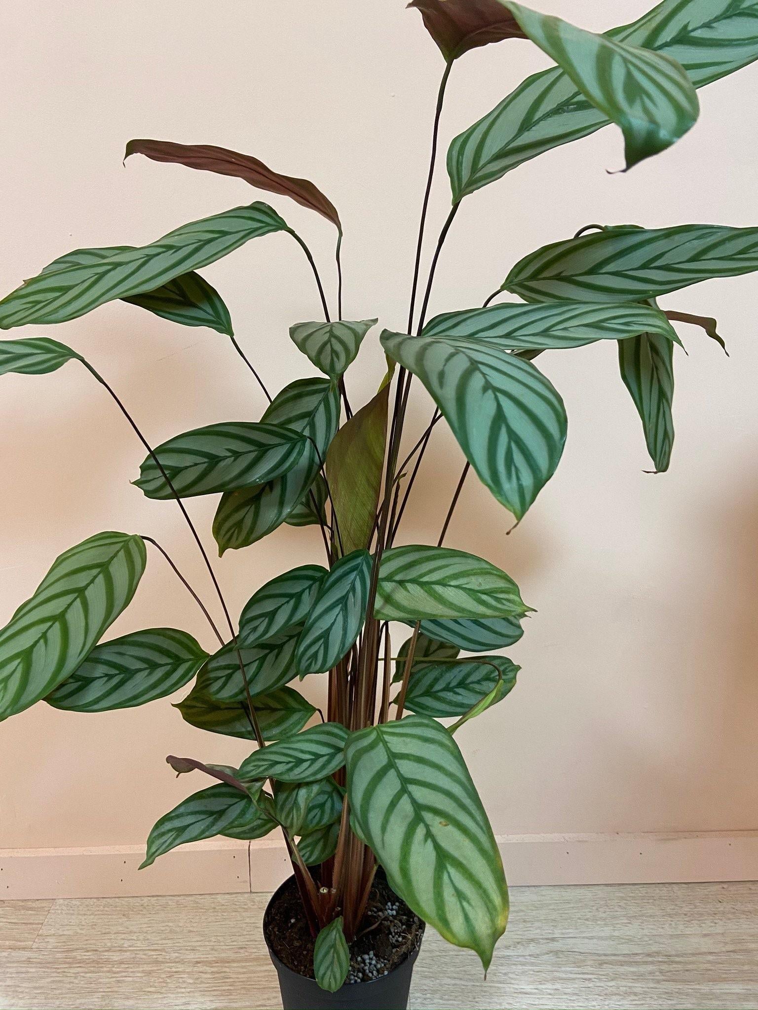 Calathea Setosa - View 17 from www redcrocus com