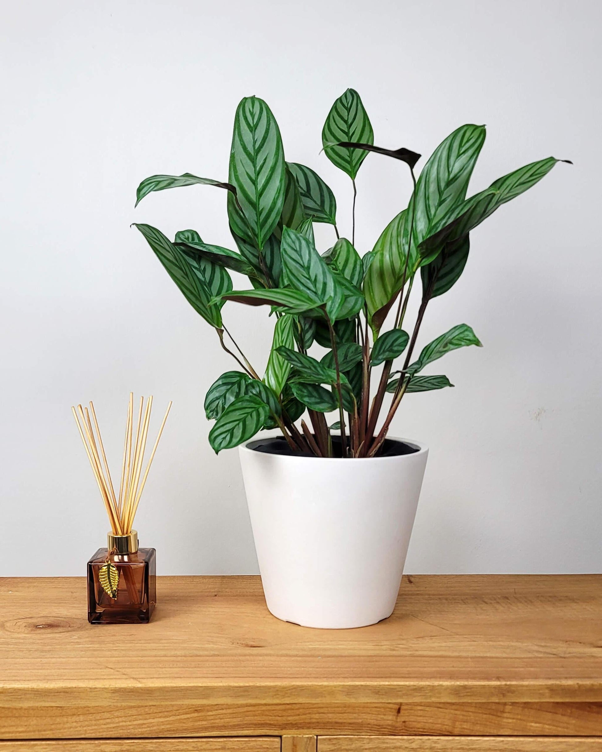 Calathea Setosa - View 4 from www redcrocus com