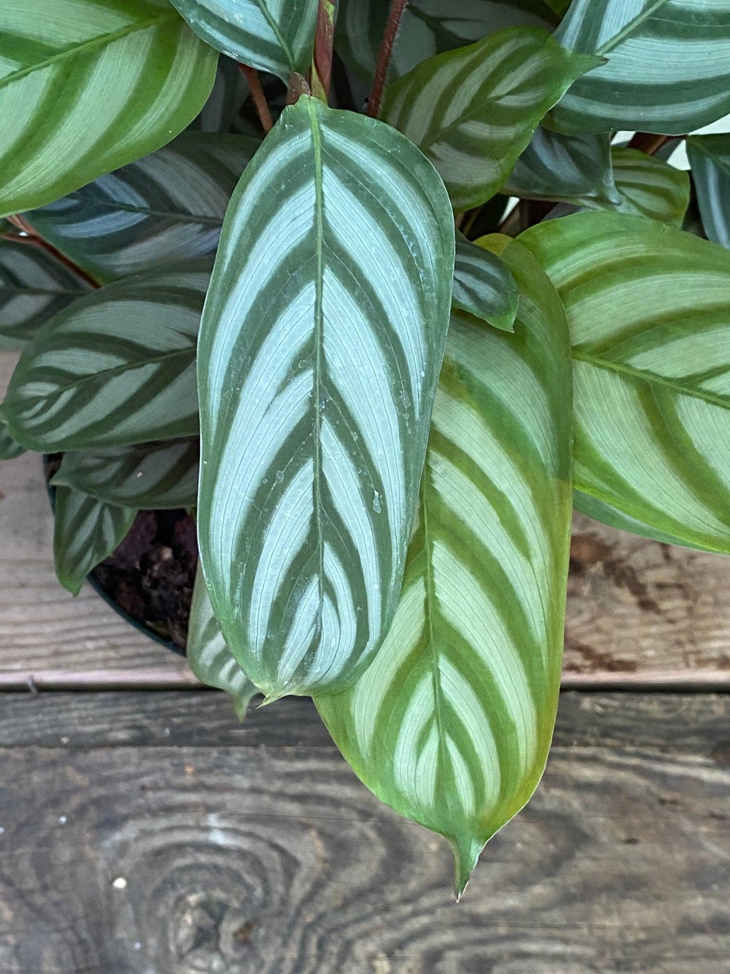 Calathea Setosa - View 8 from www redcrocus com