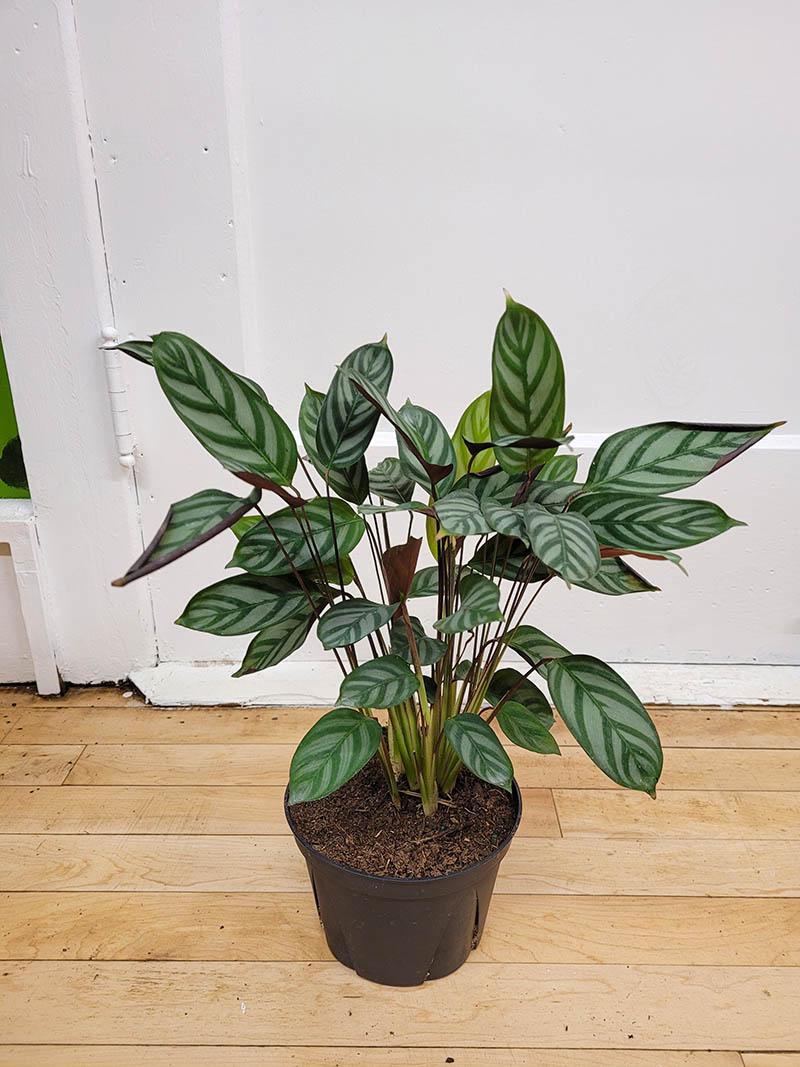 Calathea Setosa - View 9 from www redcrocus com