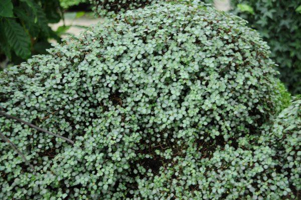 Pilea Glauca Aquamarine - View 10 from www redcrocus com