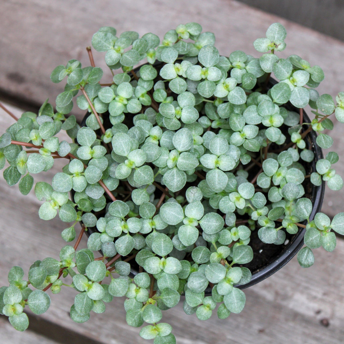 Pilea Glauca Aquamarine - View 15 from www redcrocus com