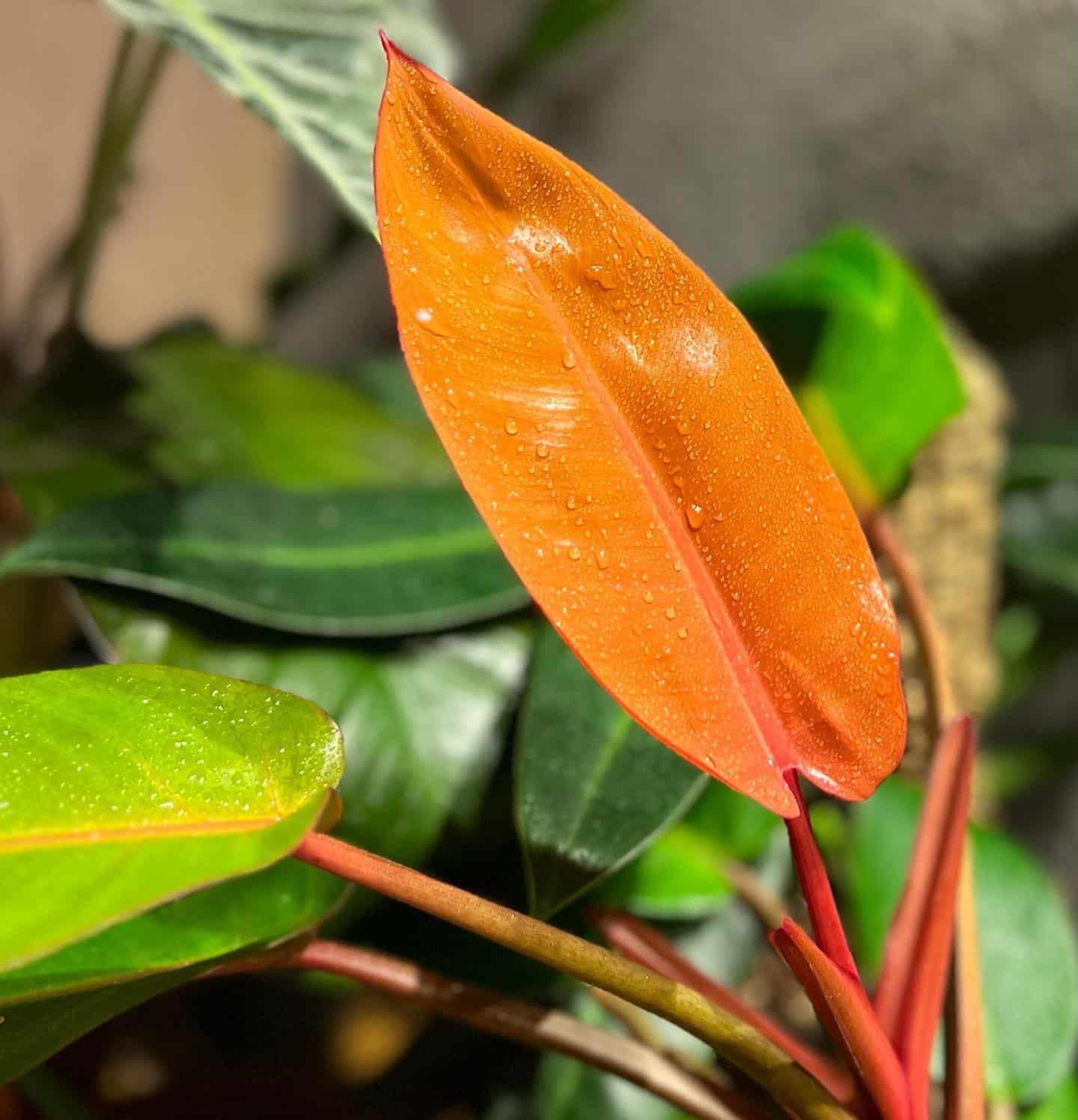 Philodendron Prince Of Orange - View 11 from www redcrocus com