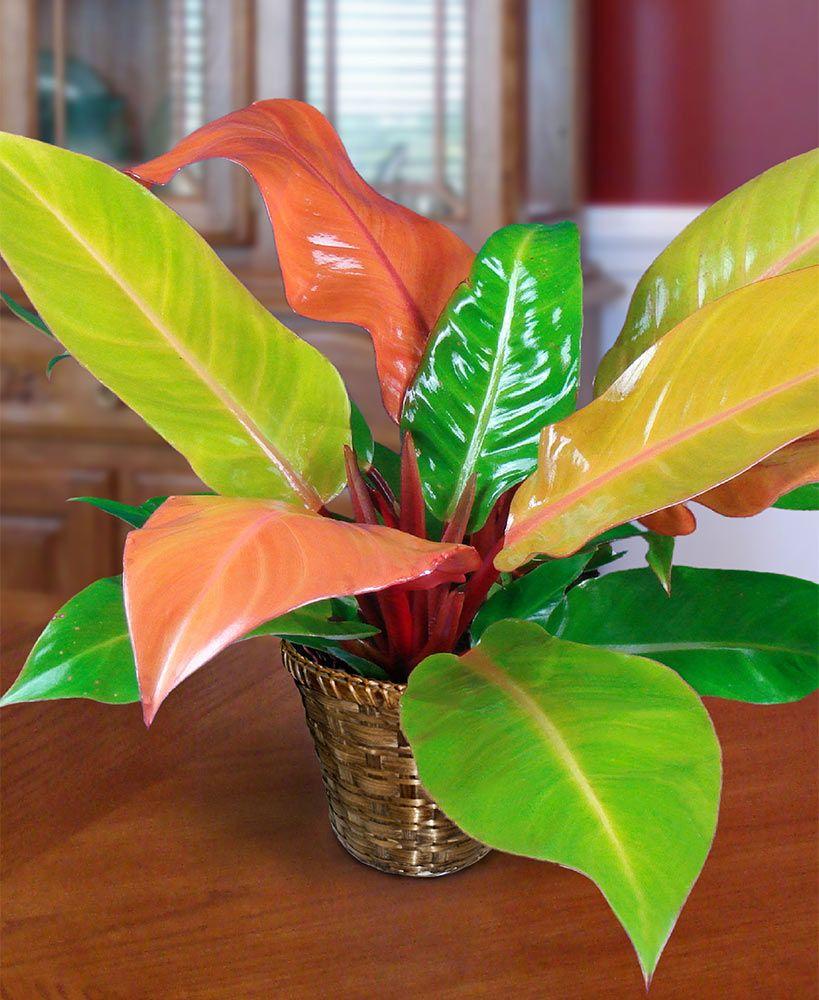 Philodendron Prince Of Orange - View 13 from www redcrocus com