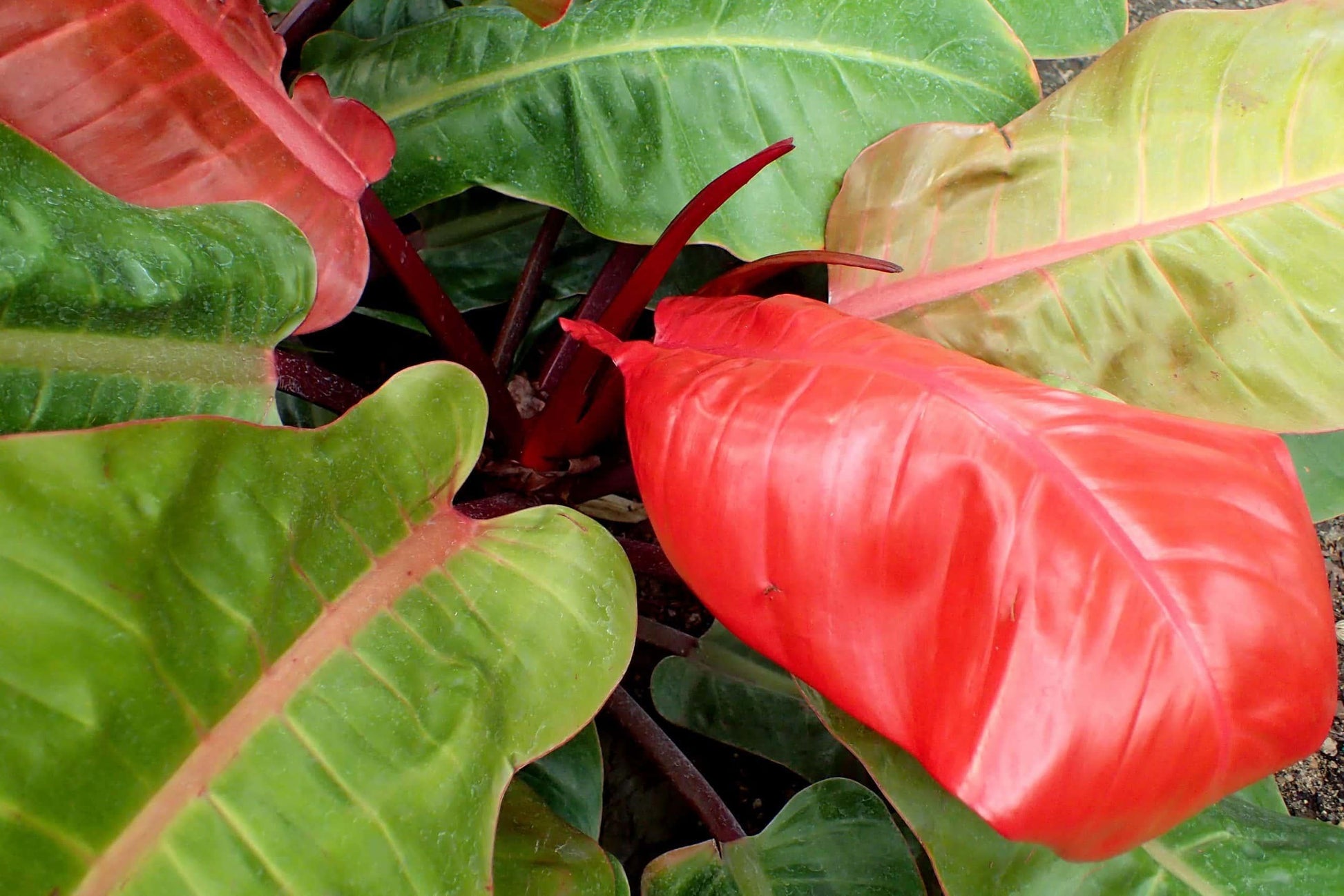 Philodendron Prince Of Orange - View 15 from www redcrocus com
