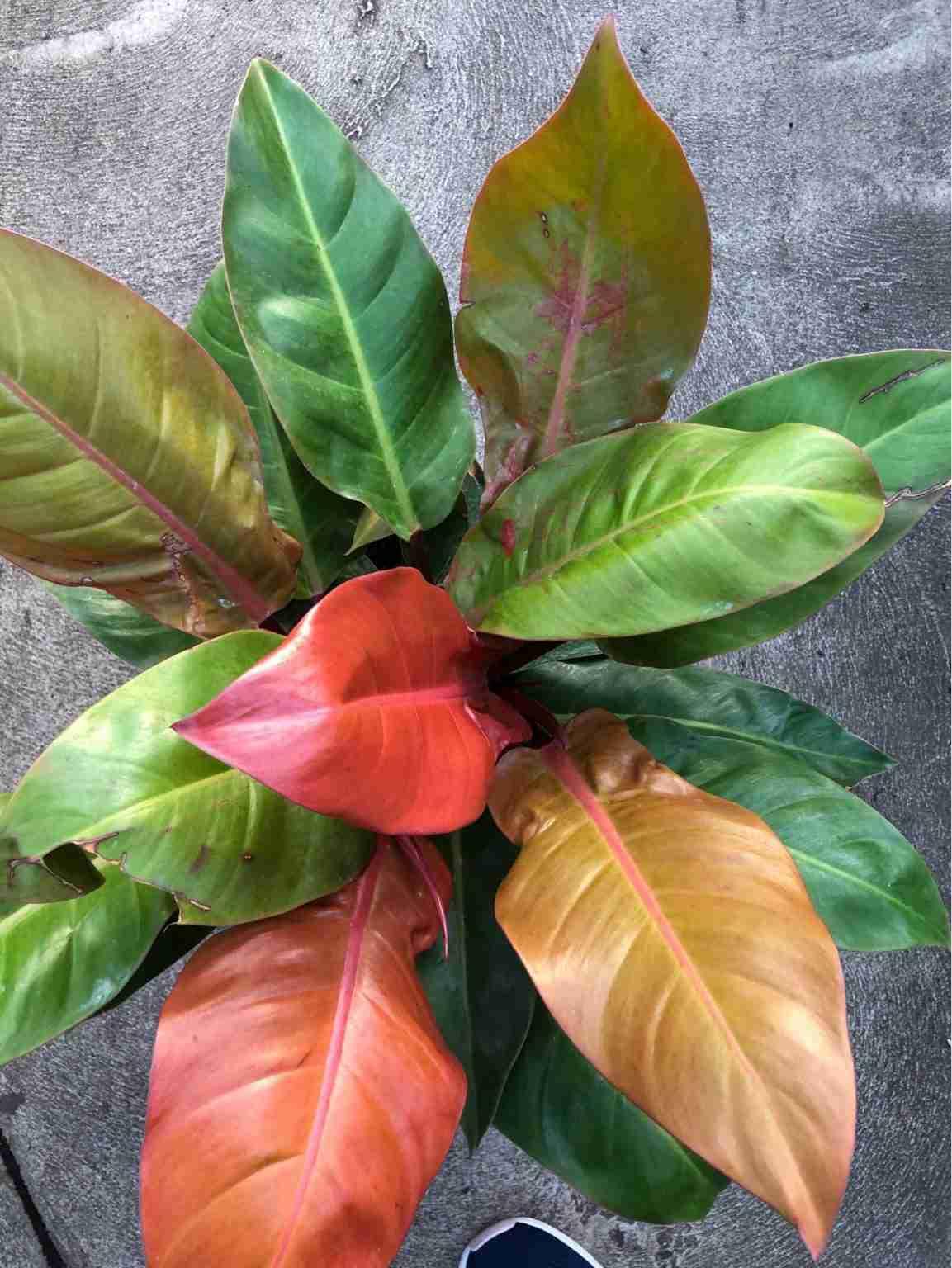 Philodendron Prince Of Orange - View 18 from www redcrocus com