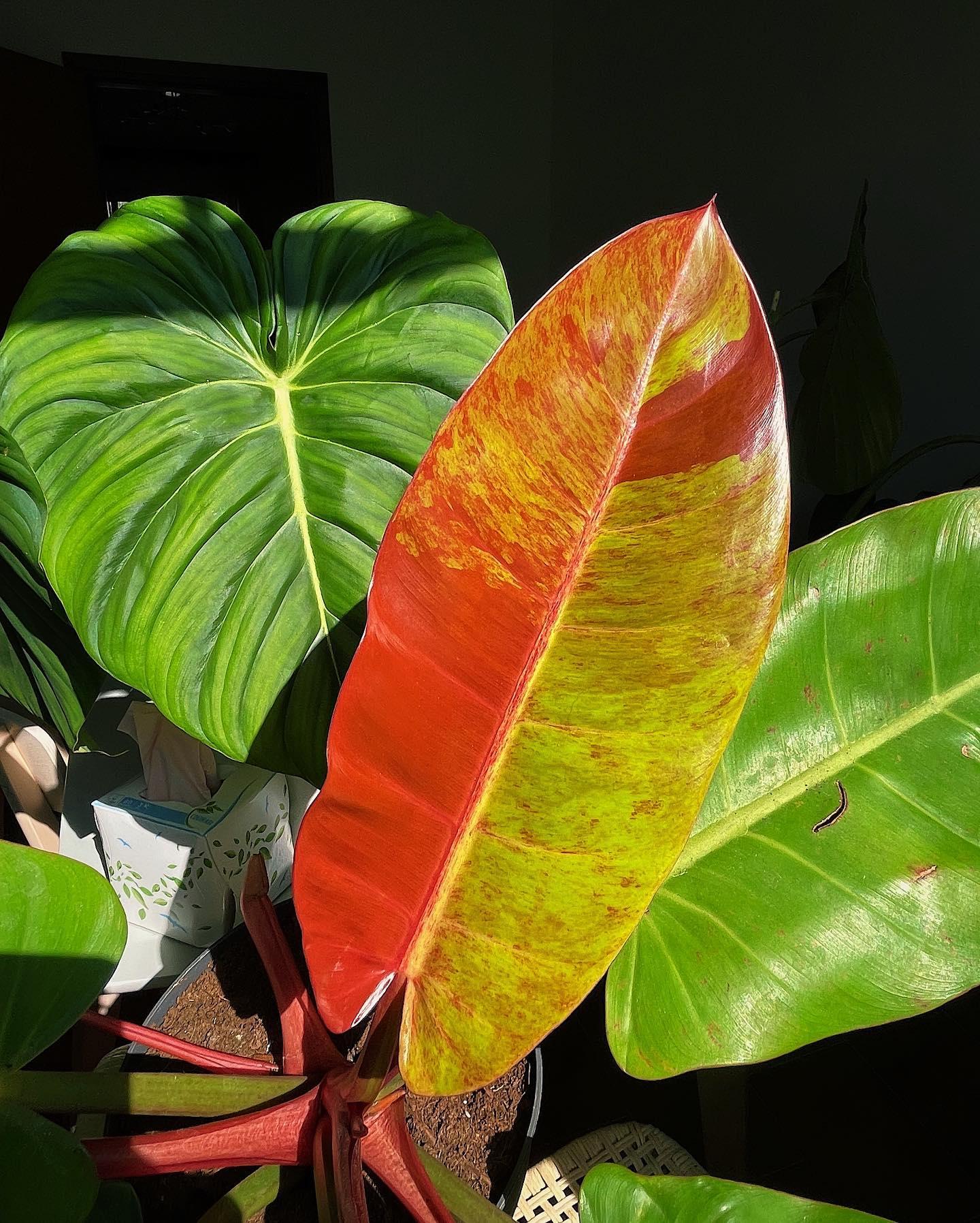 Philodendron Prince Of Orange - View 2 from www redcrocus com